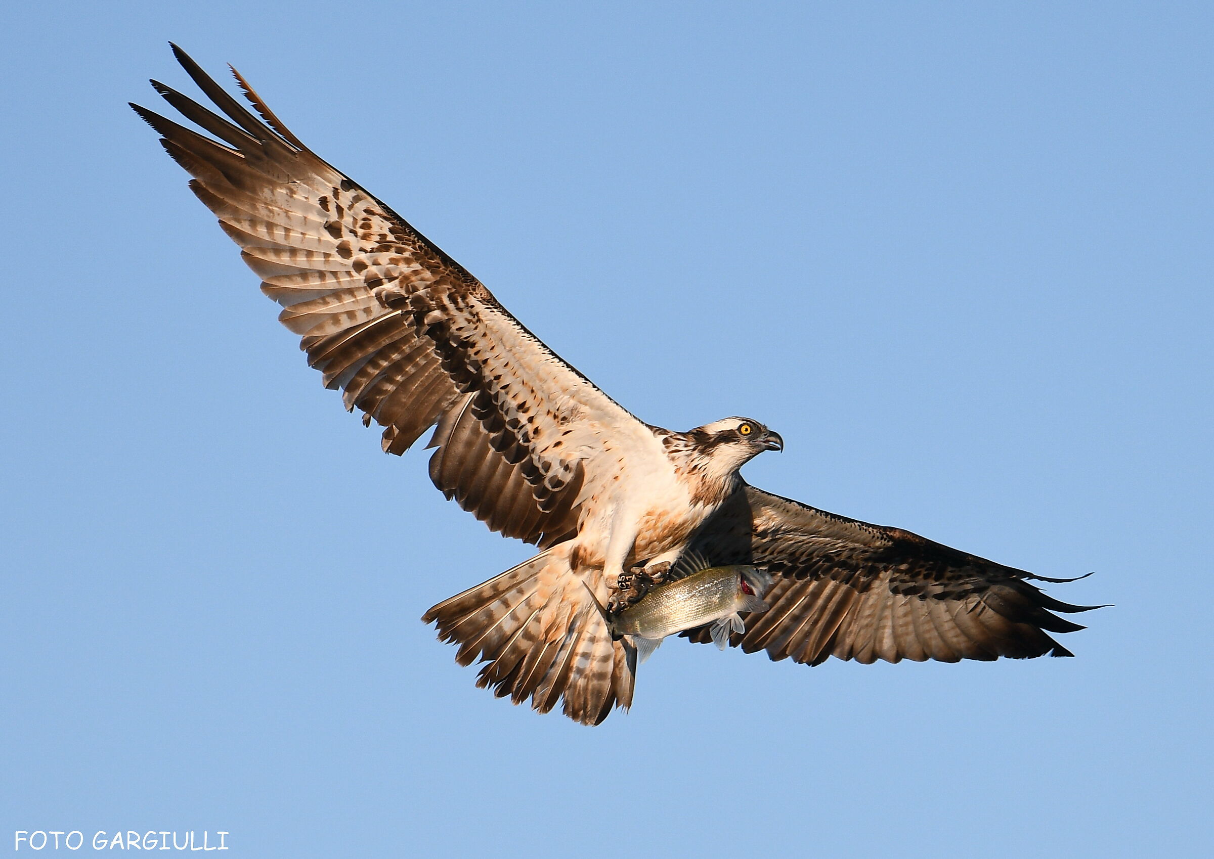 Falco pescatore con preda