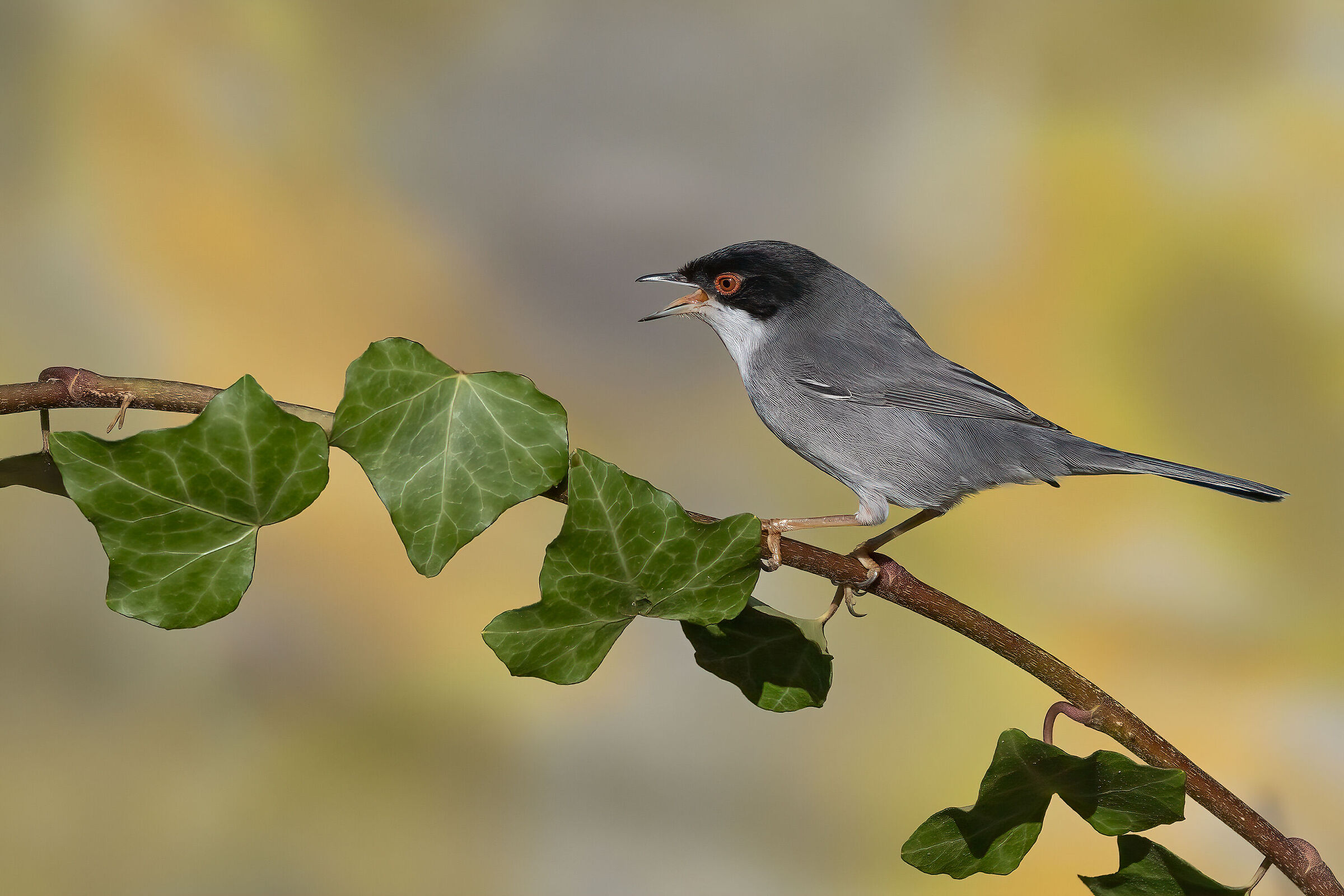 Occhiocotto in canto