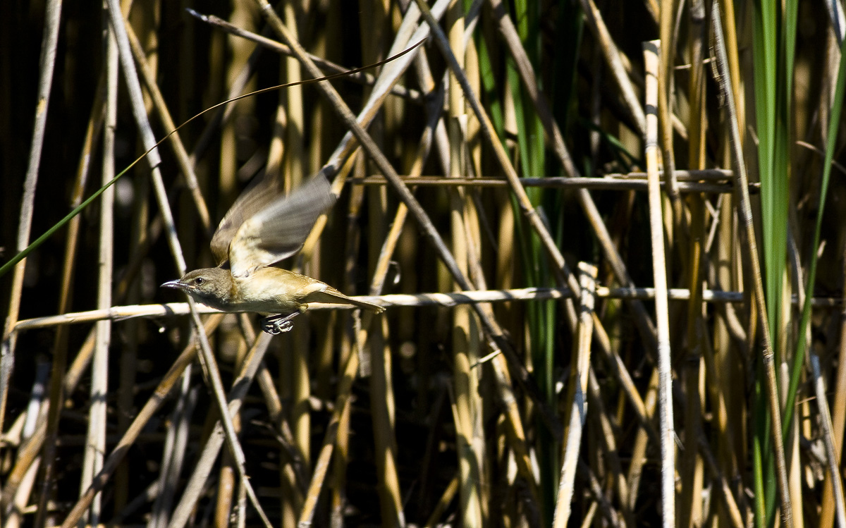 warbler in flight