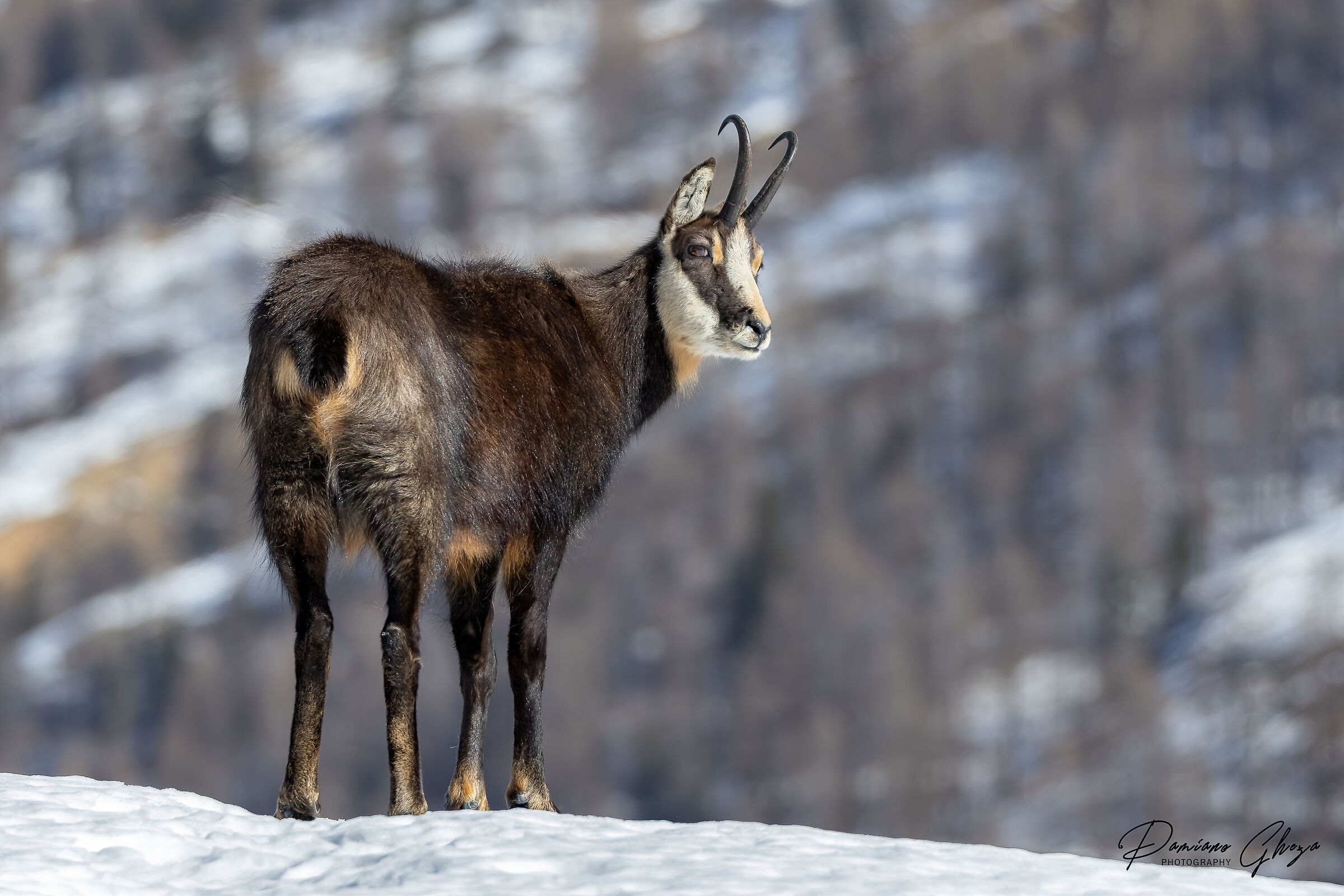 Chamois