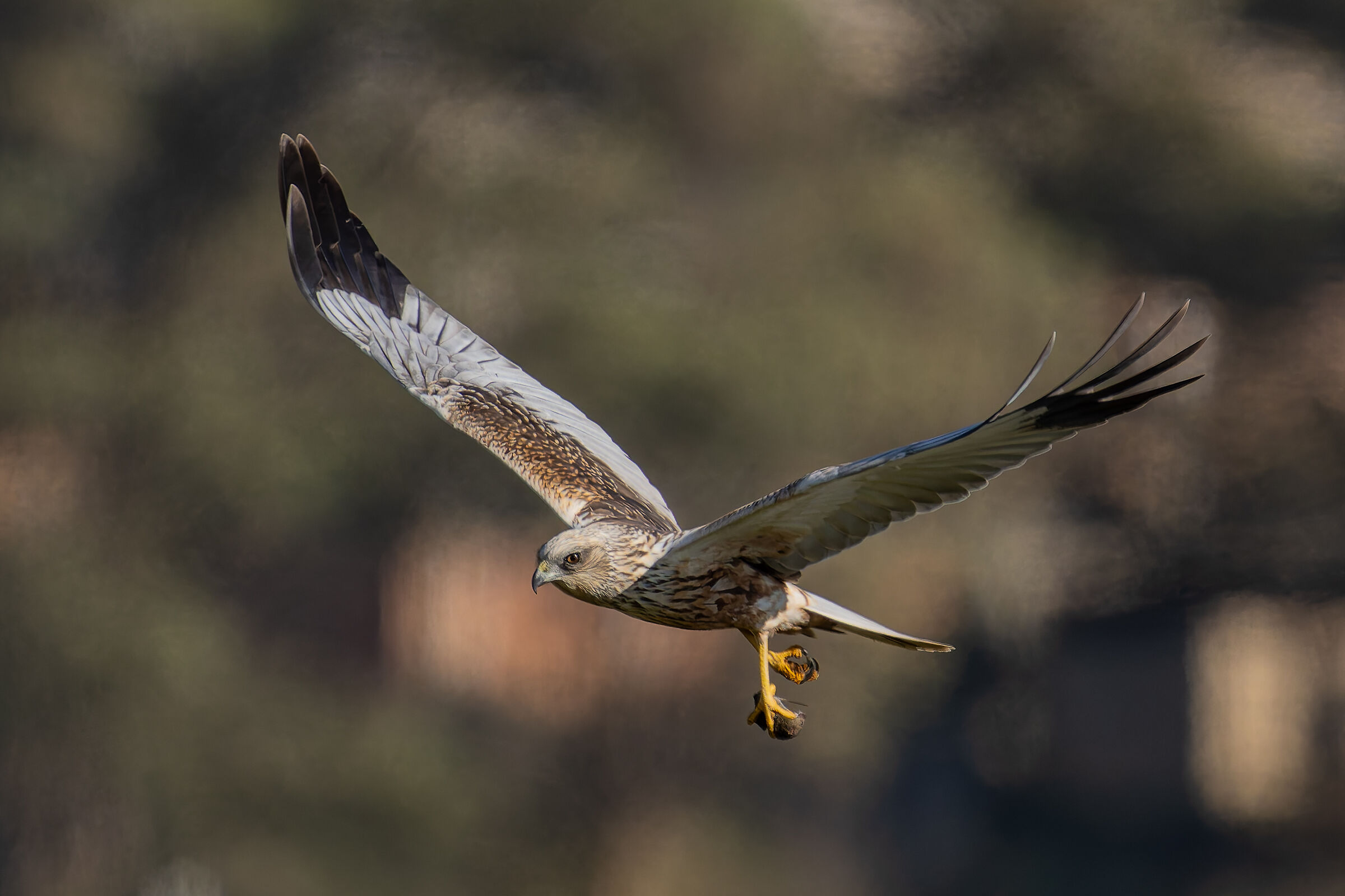 Palude con il topolino