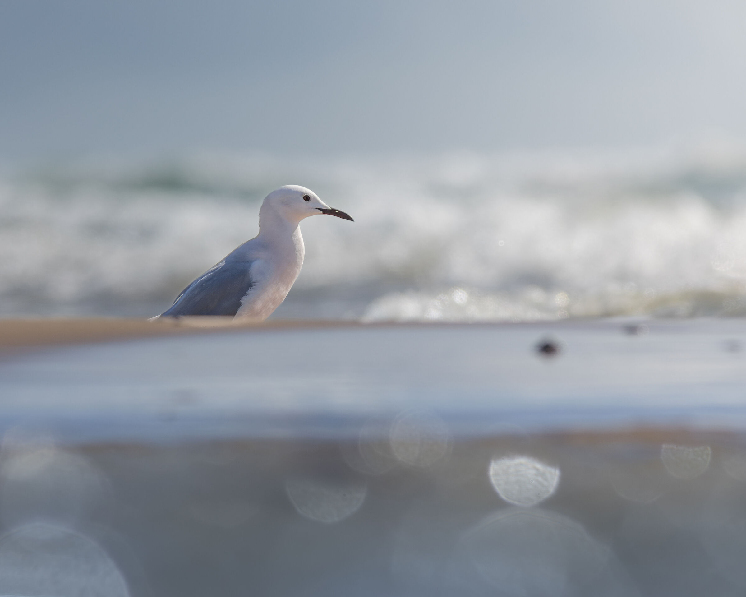 Rosy gull