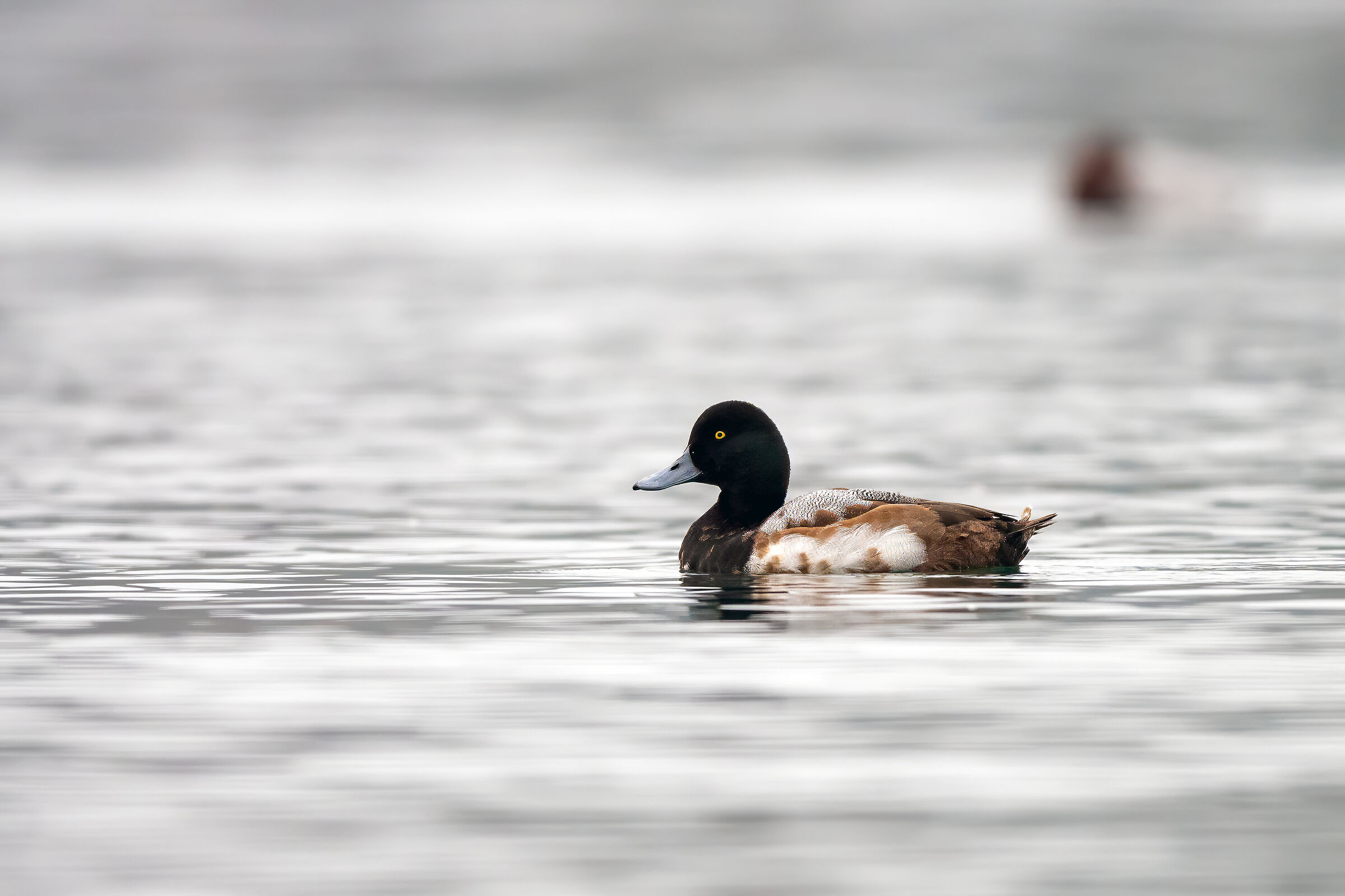 Greater scaup
