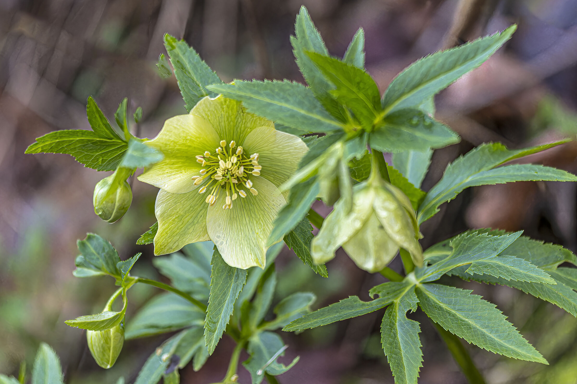 Helleborus viridis