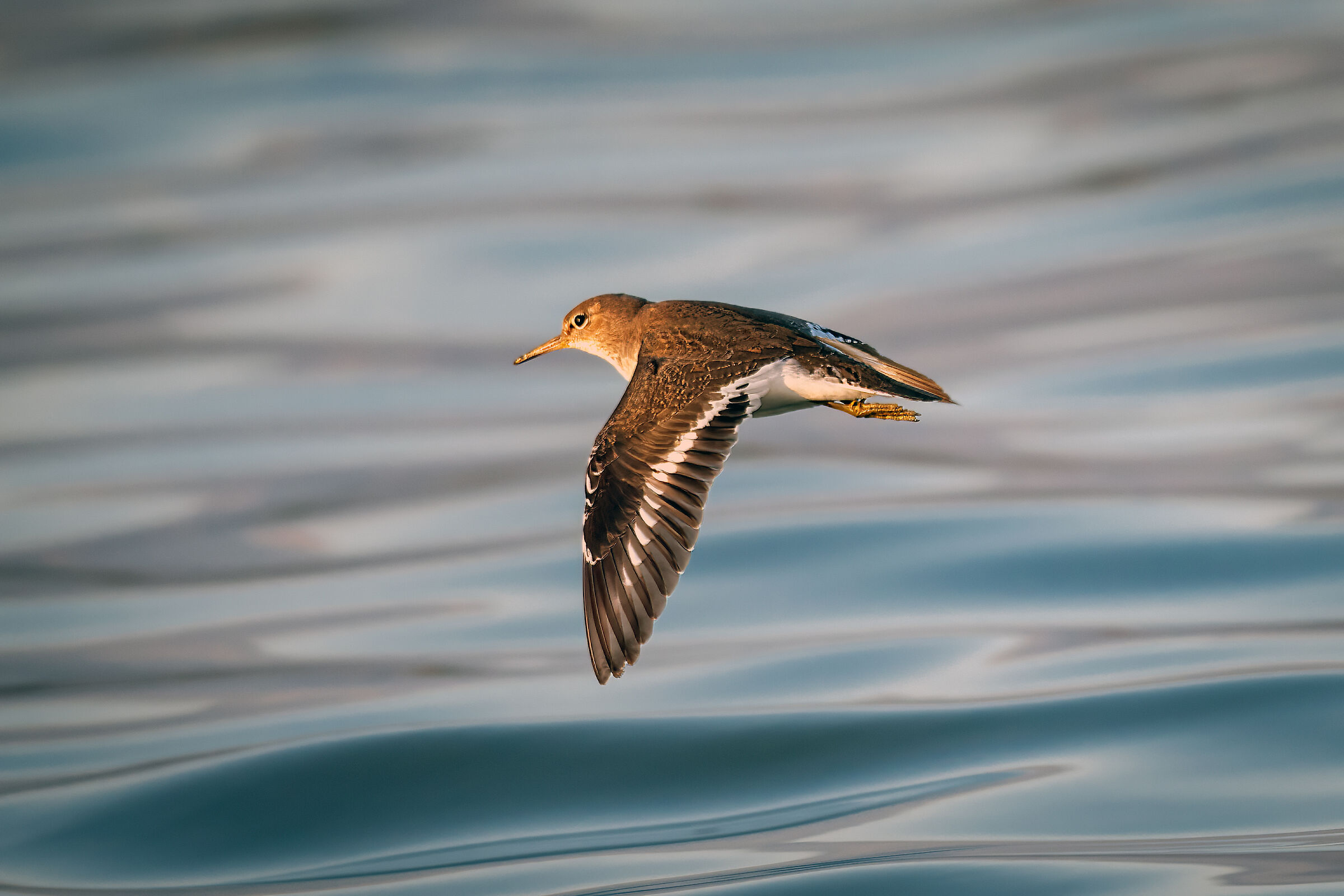 Airborne Sandpiper