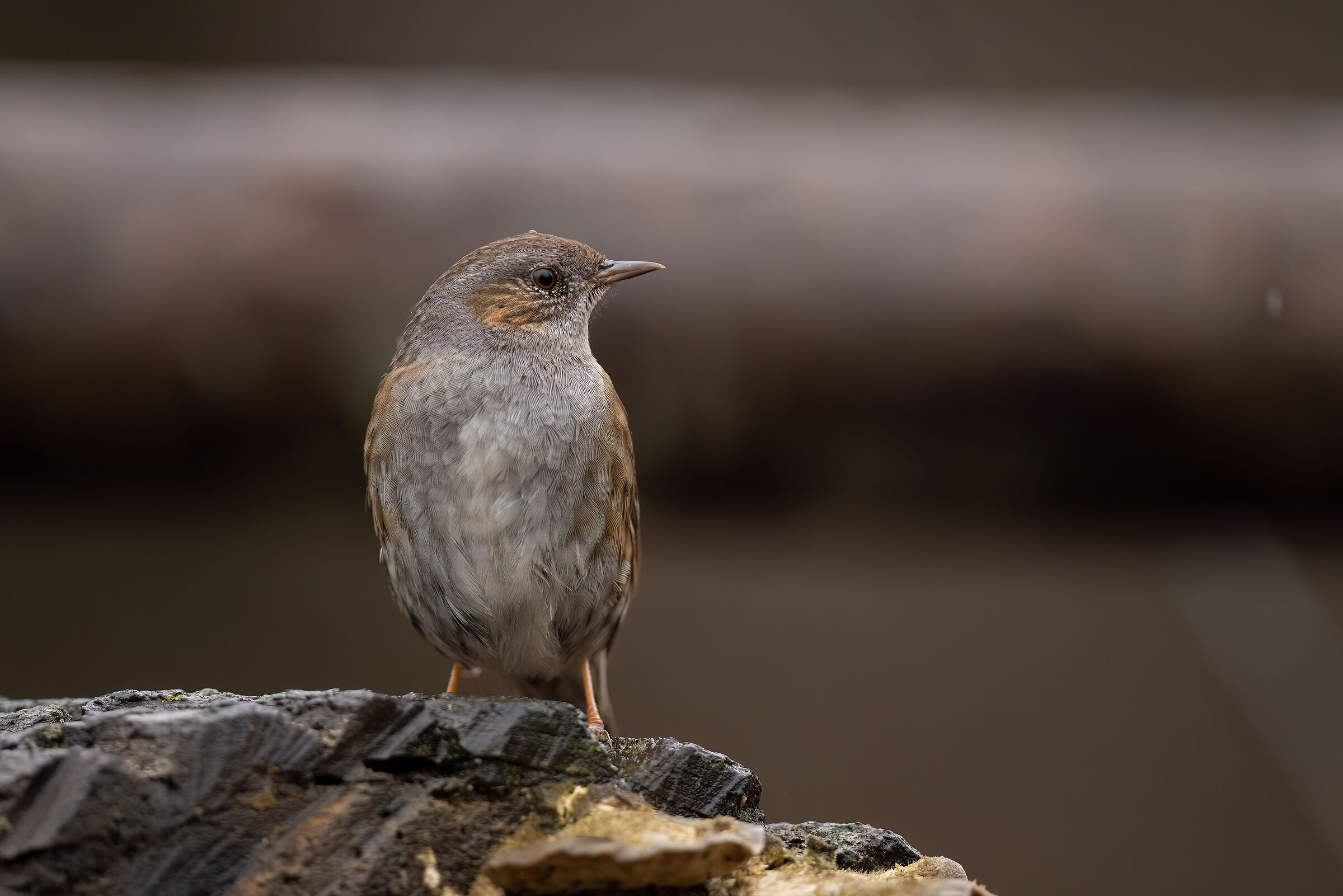Dunnock