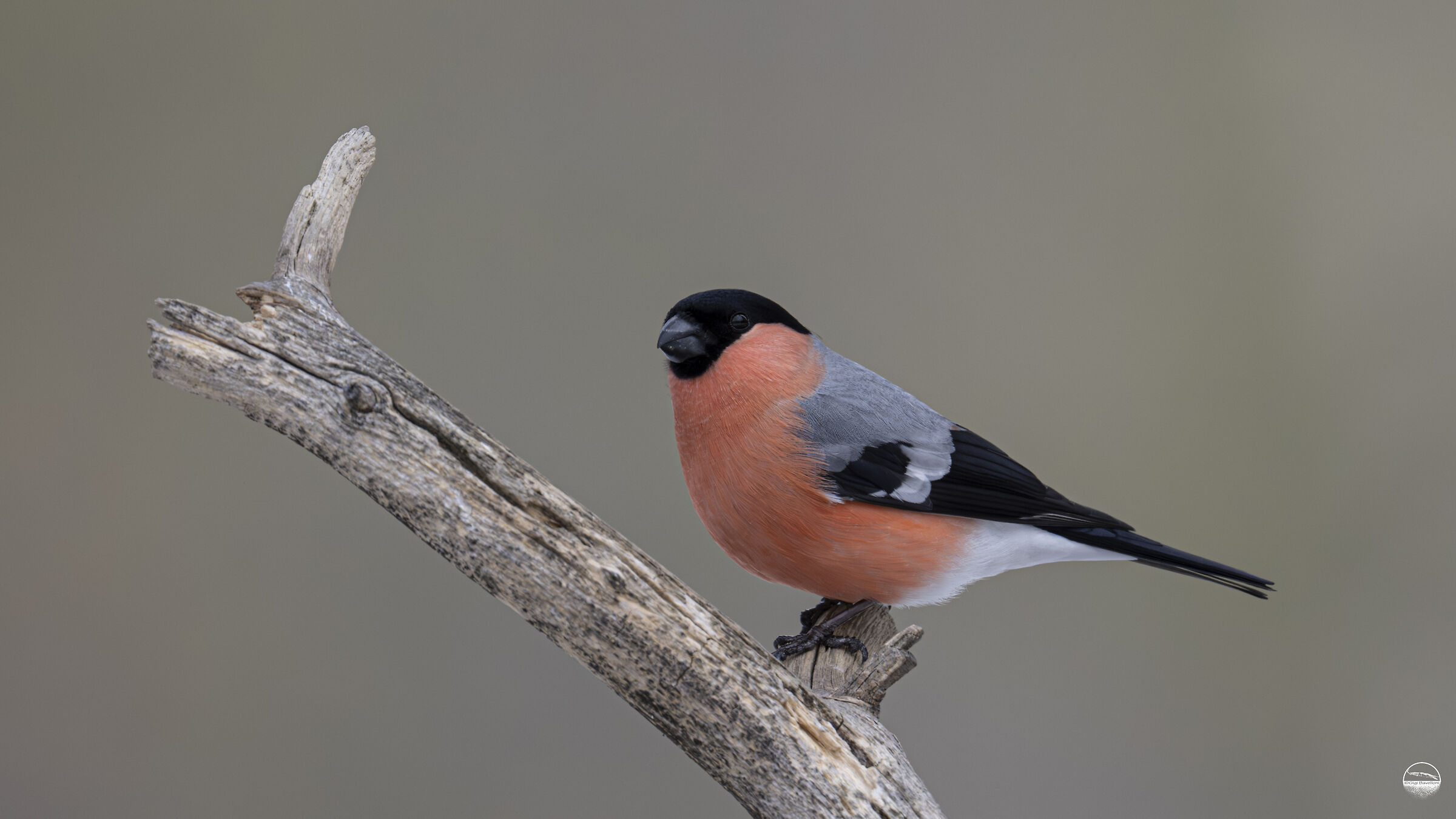 Eurasian bullfinch