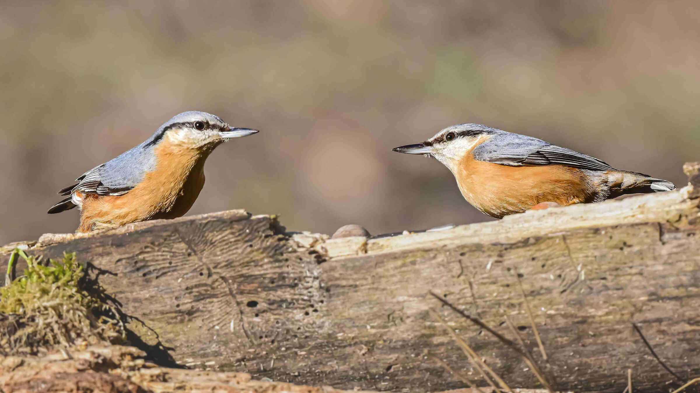 Penso che sia una coppia!! Picchio Muratore