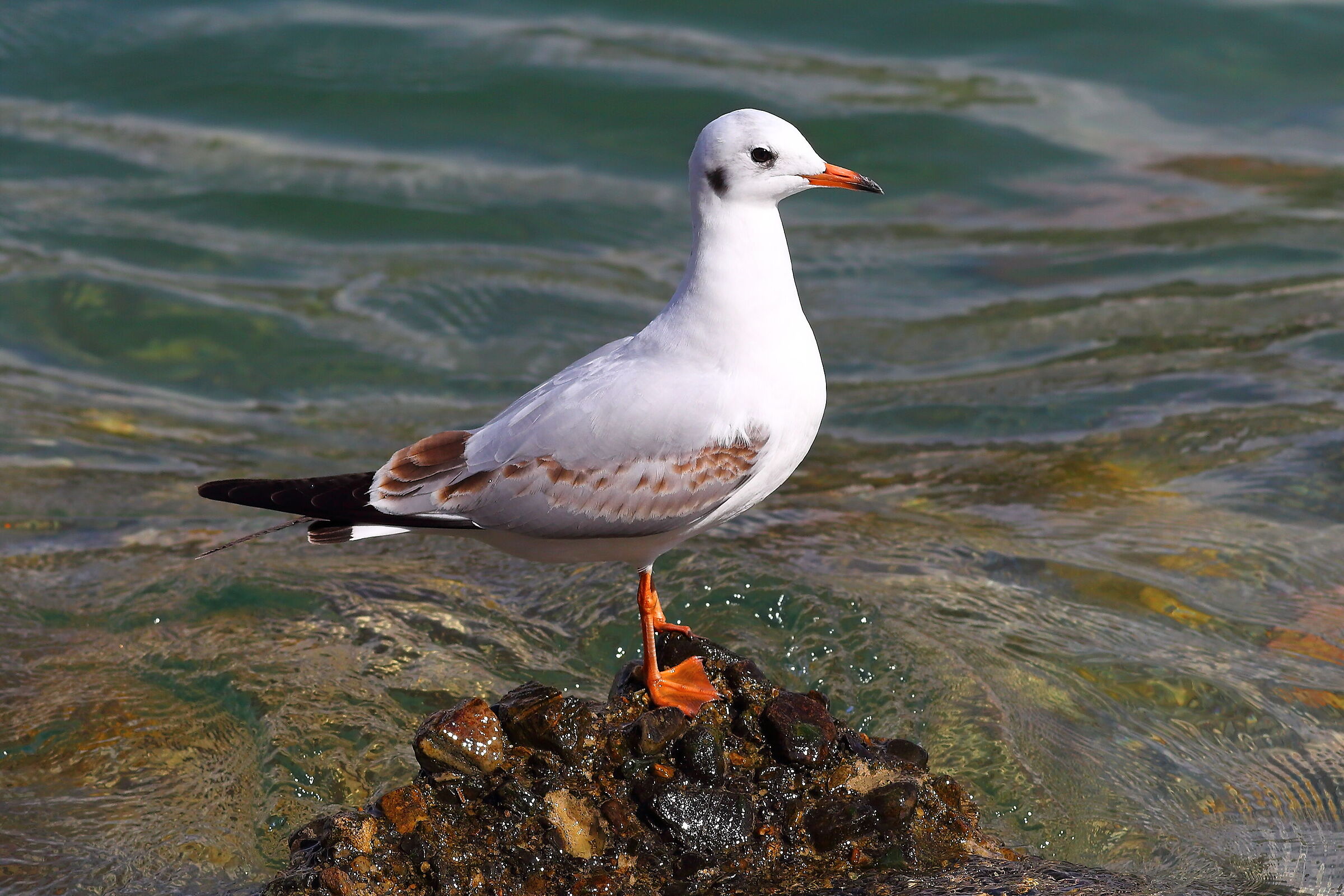 Gabbiano 30 settembre 2024 - 0050