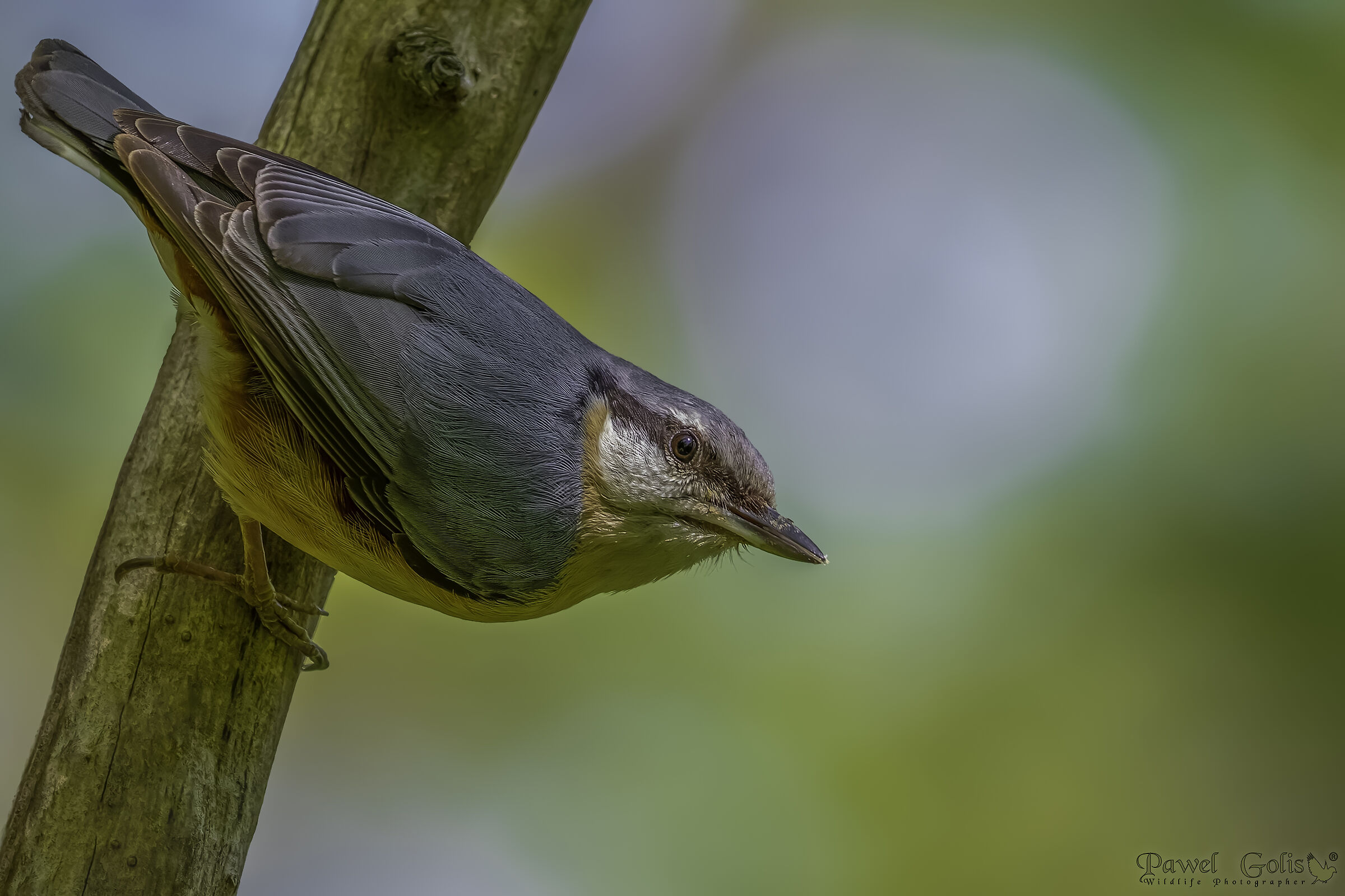 Picchio muratore (Sitta europaea)