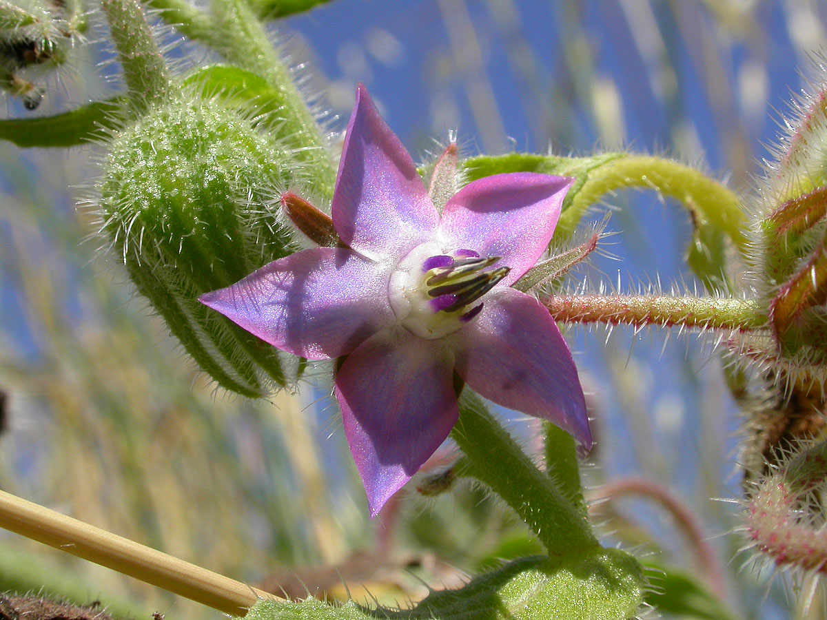fiori della Borragine