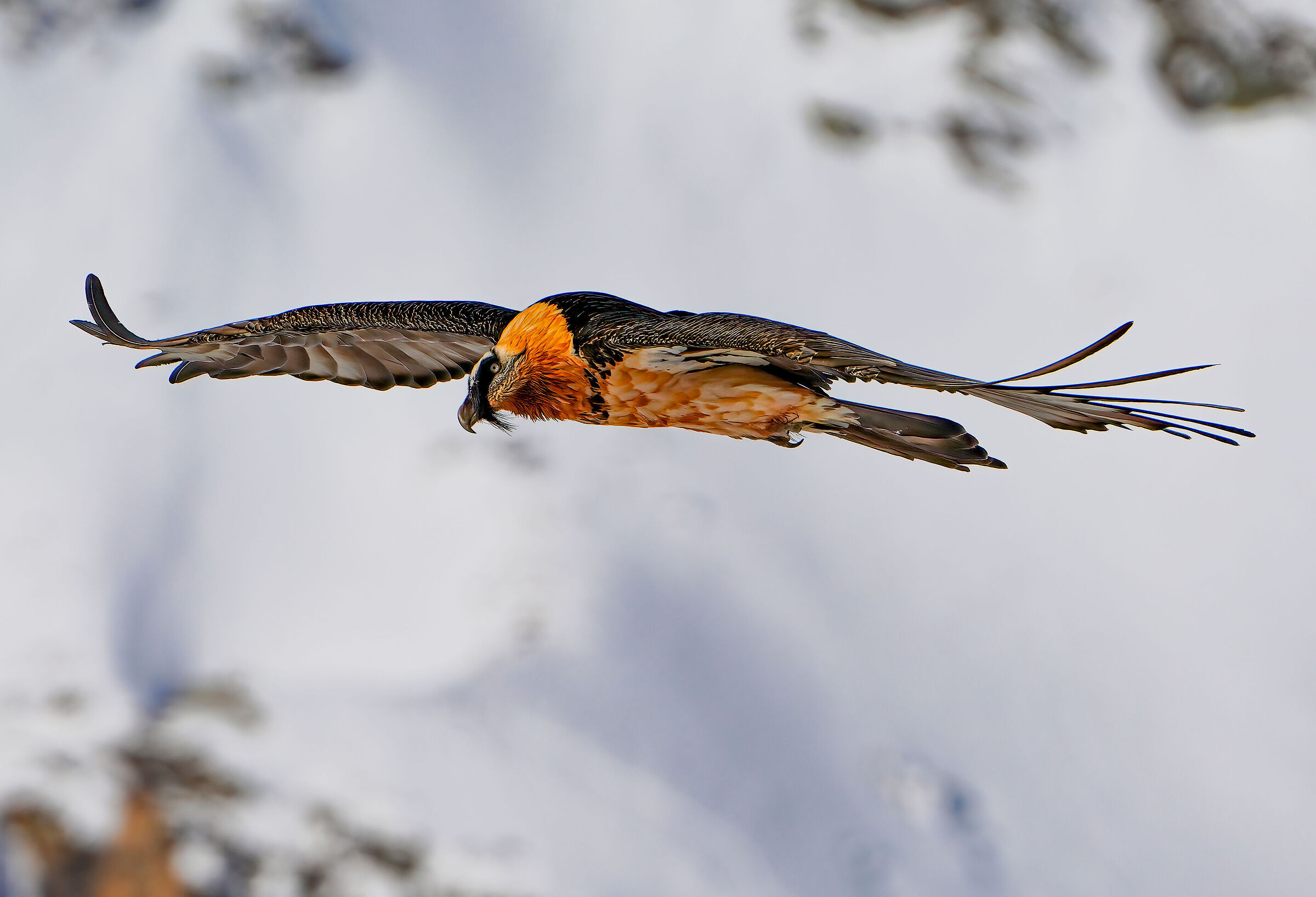 Bearded vulture patrolling
