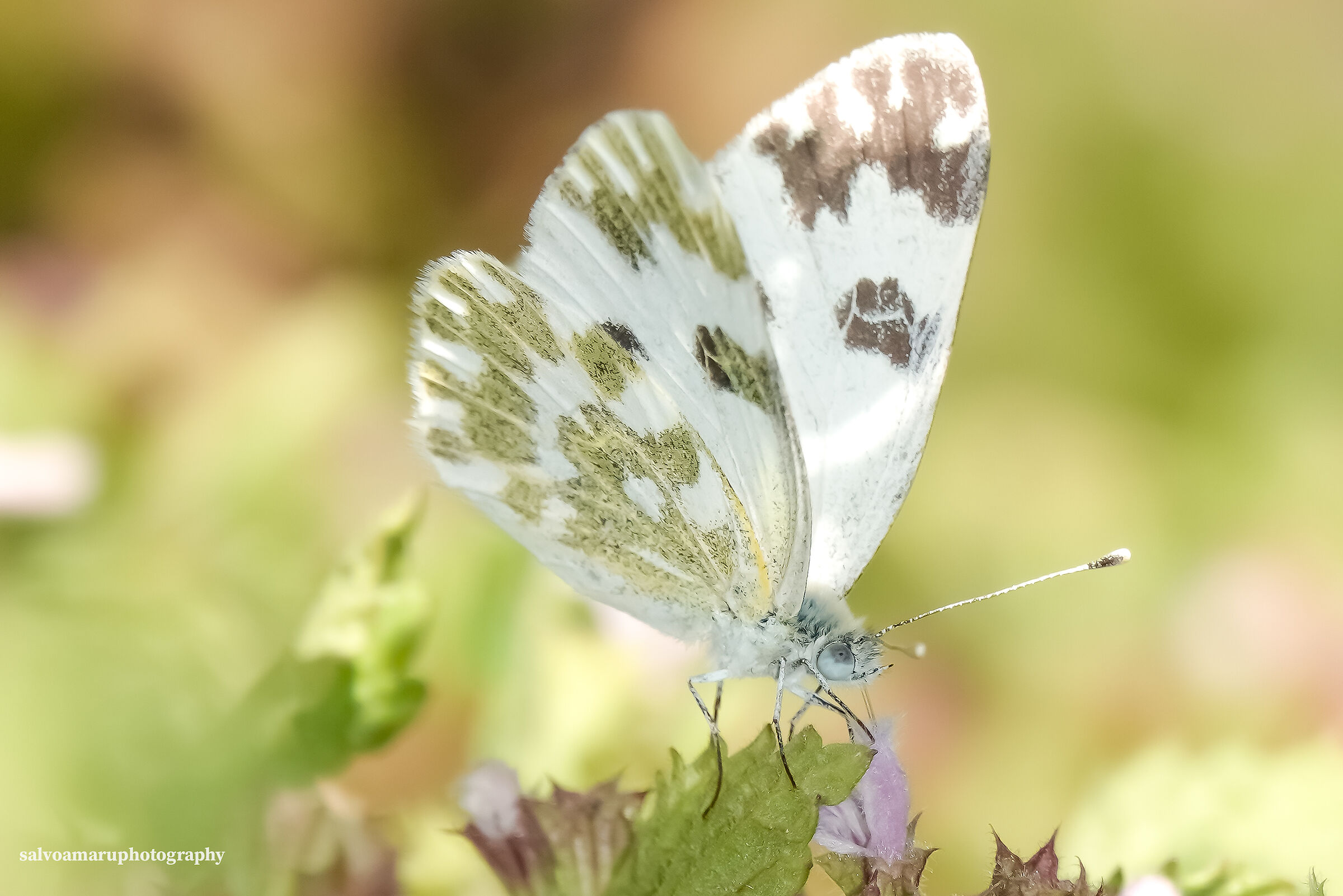 Butterfly jpg
