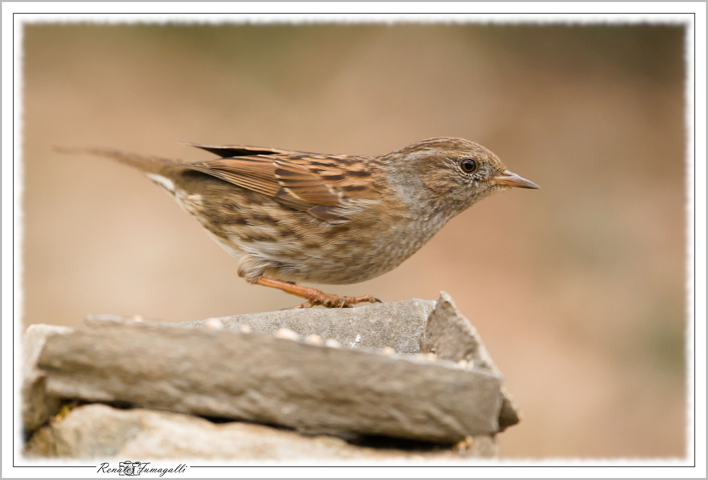Dunnock
