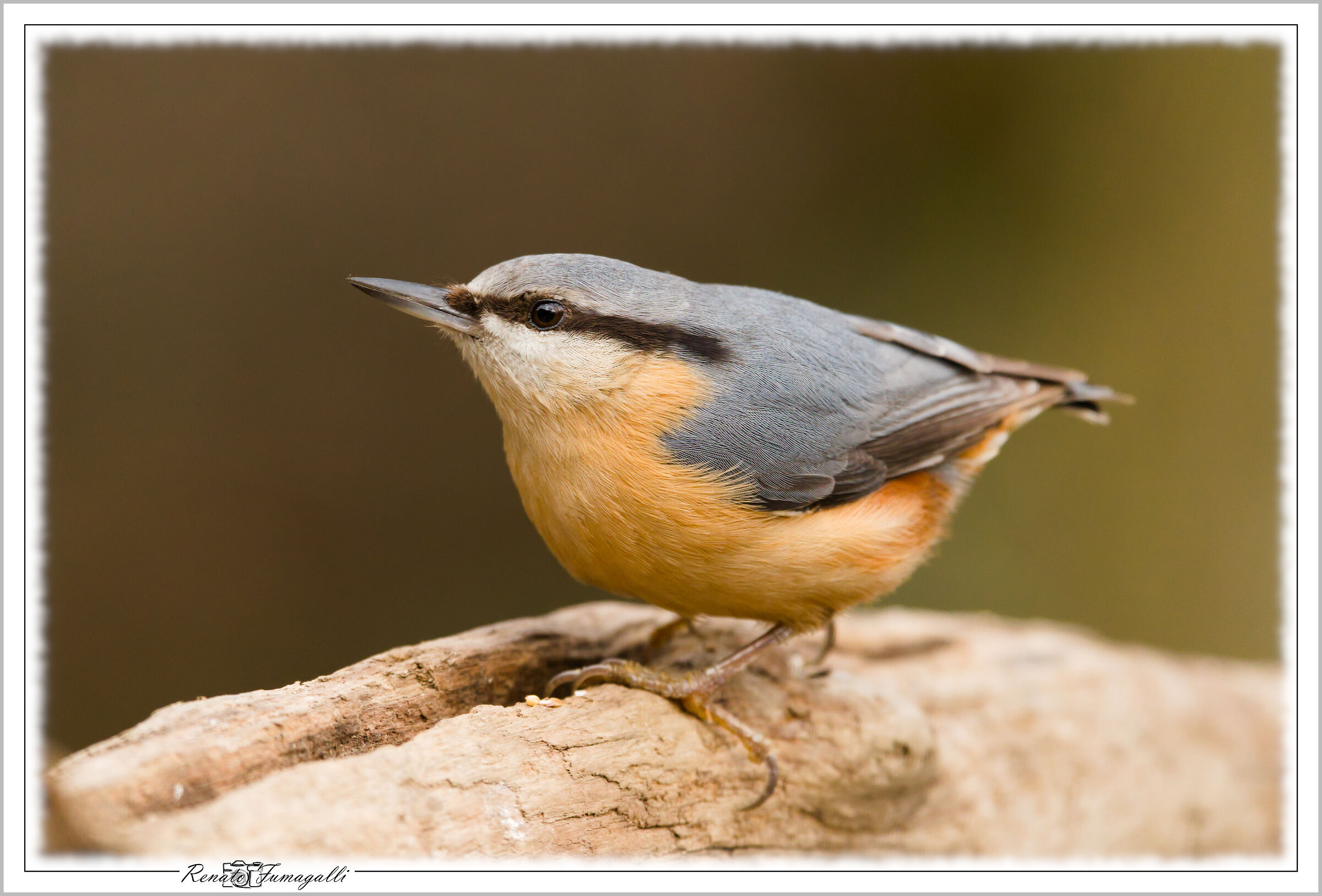 Wood nuthatch