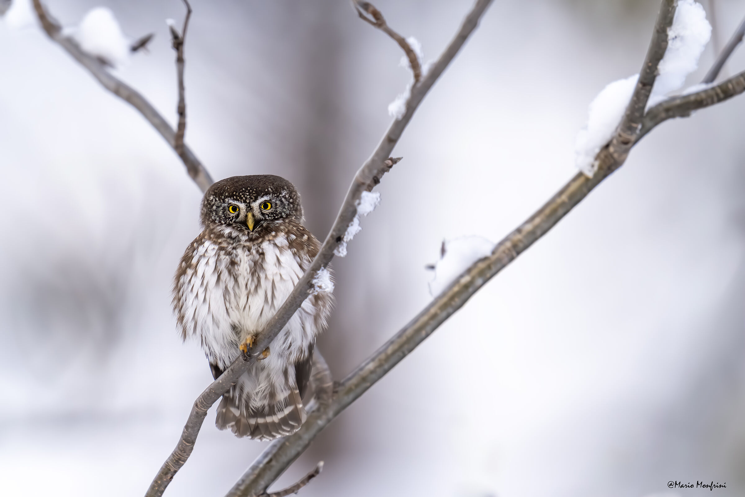 Civetta nana nel bosco innevato