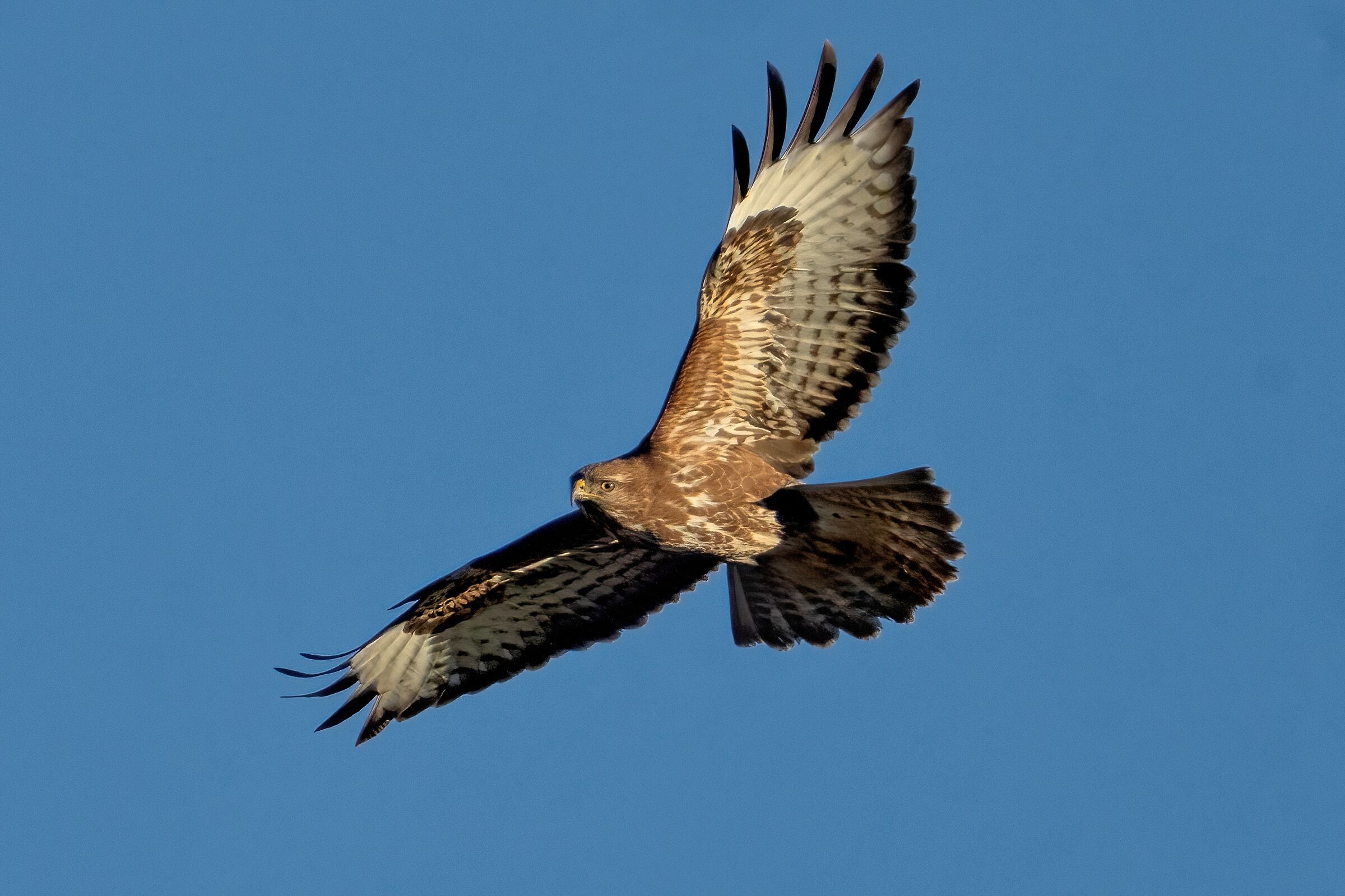 Buzzard (Buteo buteo)