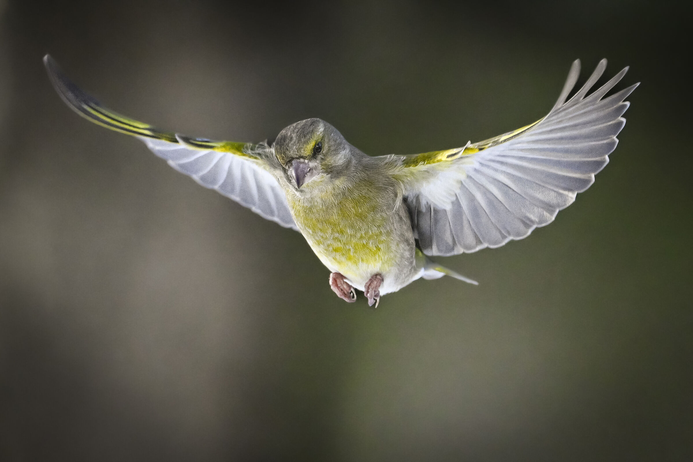 Verdone in volo I