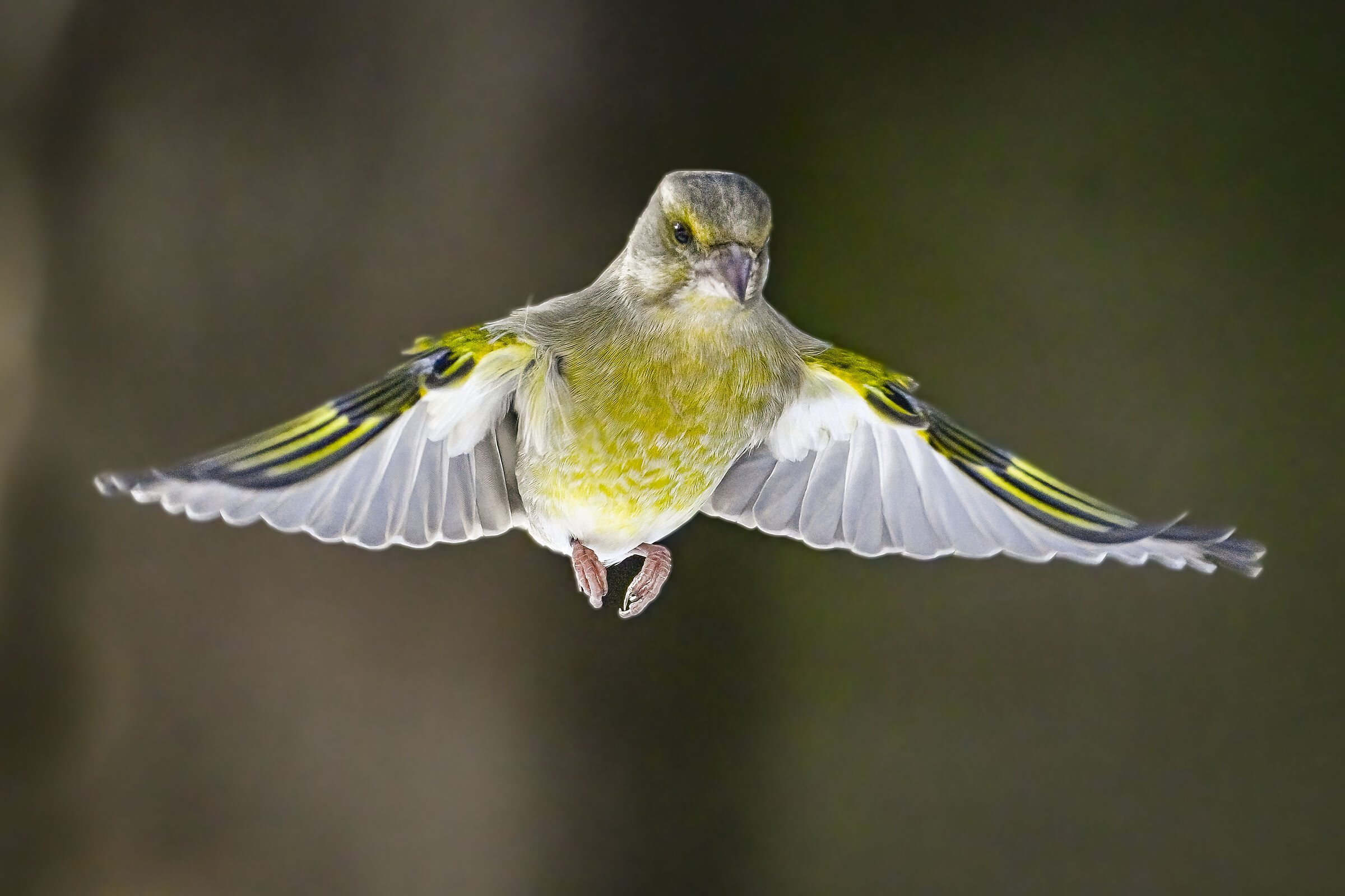 Verdone in volo II