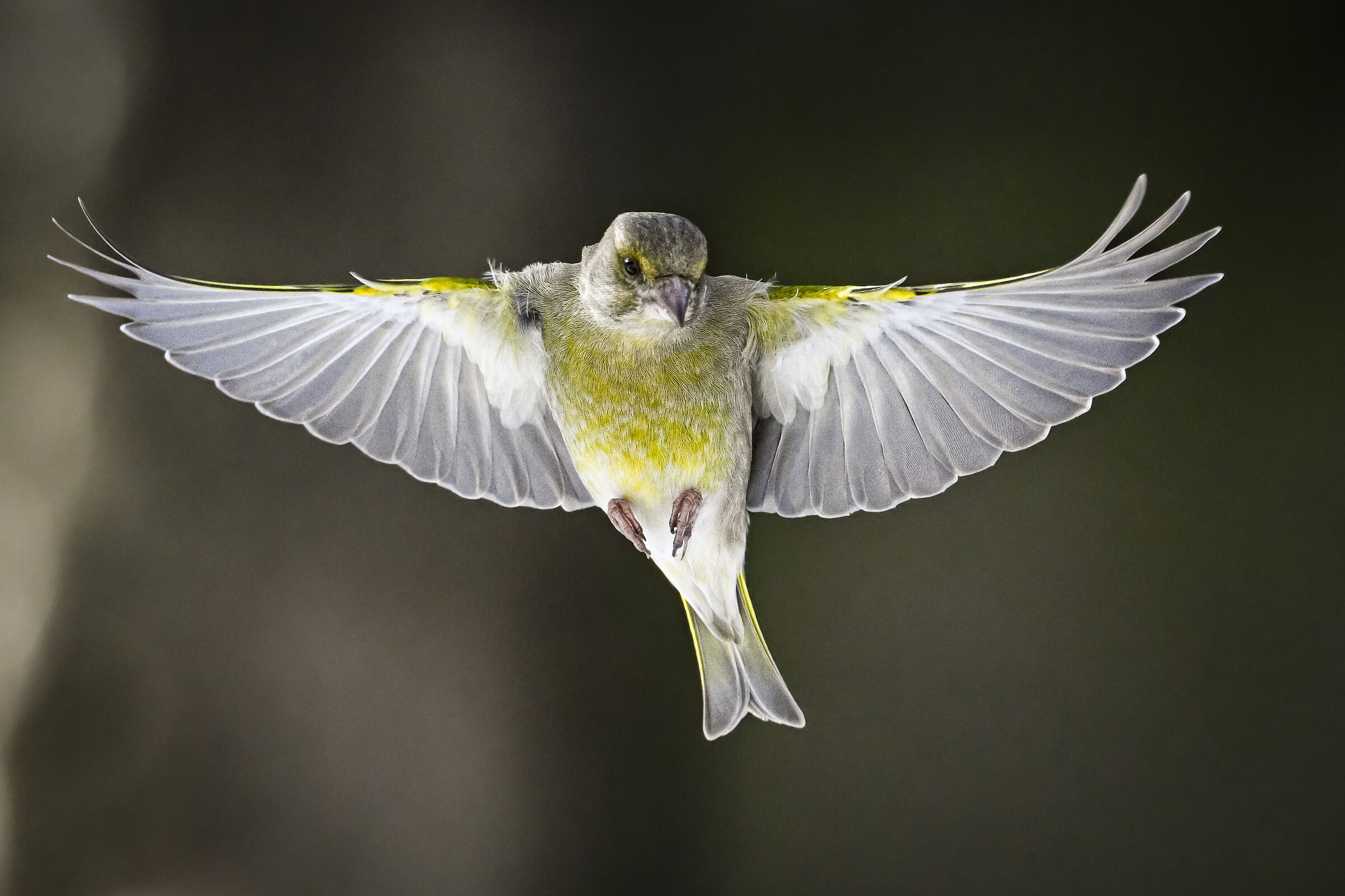 Verdone in volo III