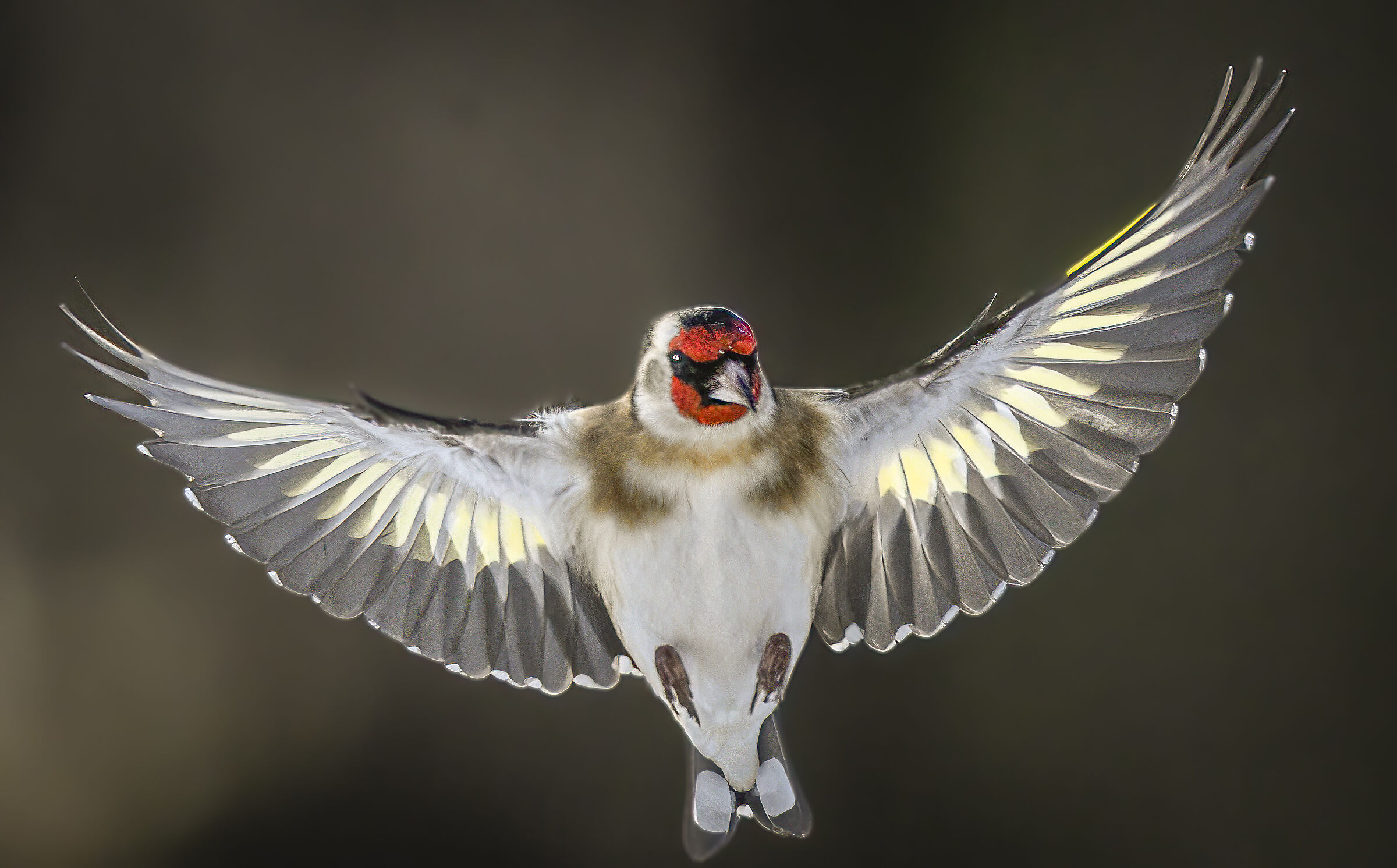 Cardellino in volo