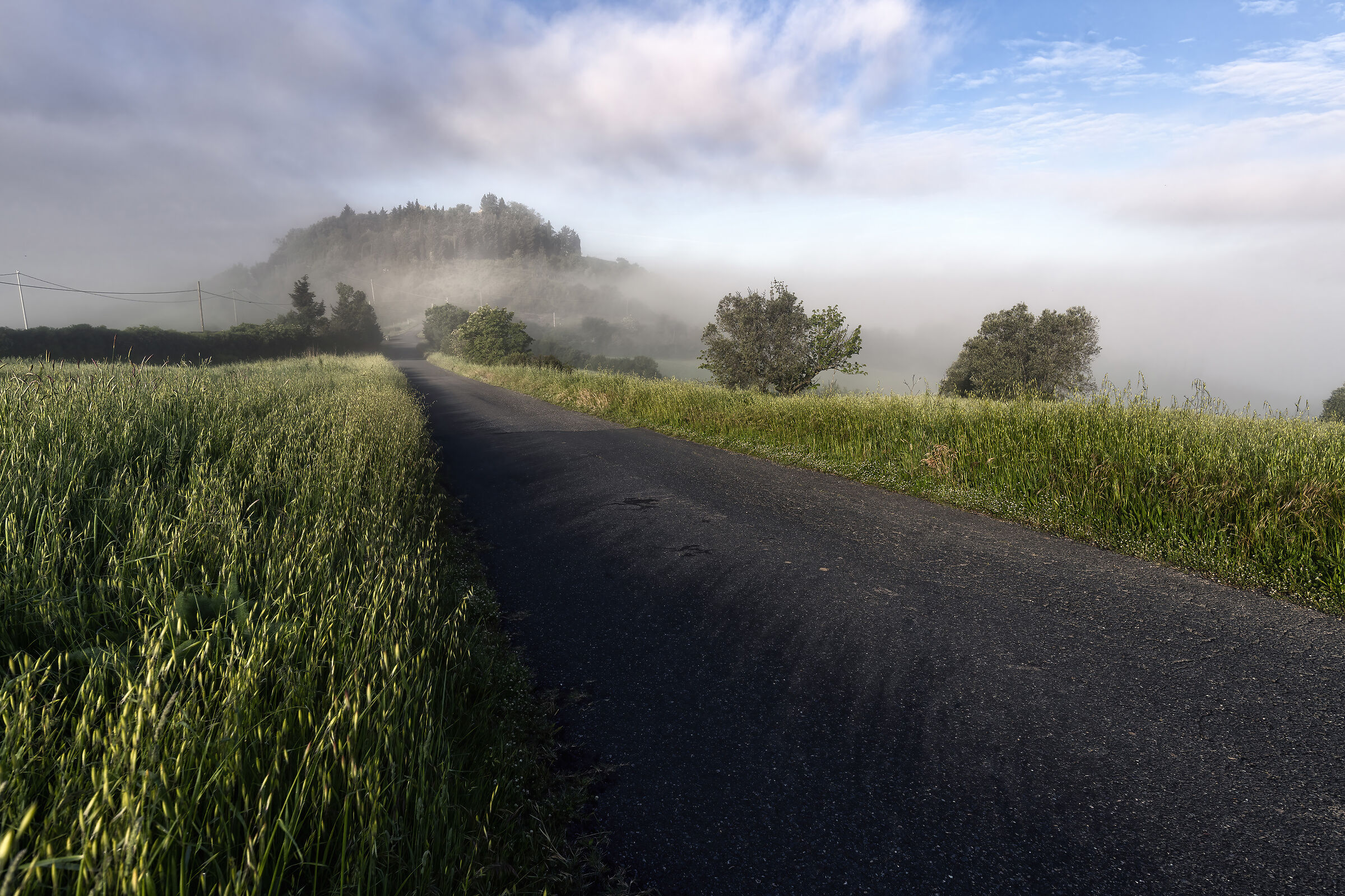 Gello nella nebbia