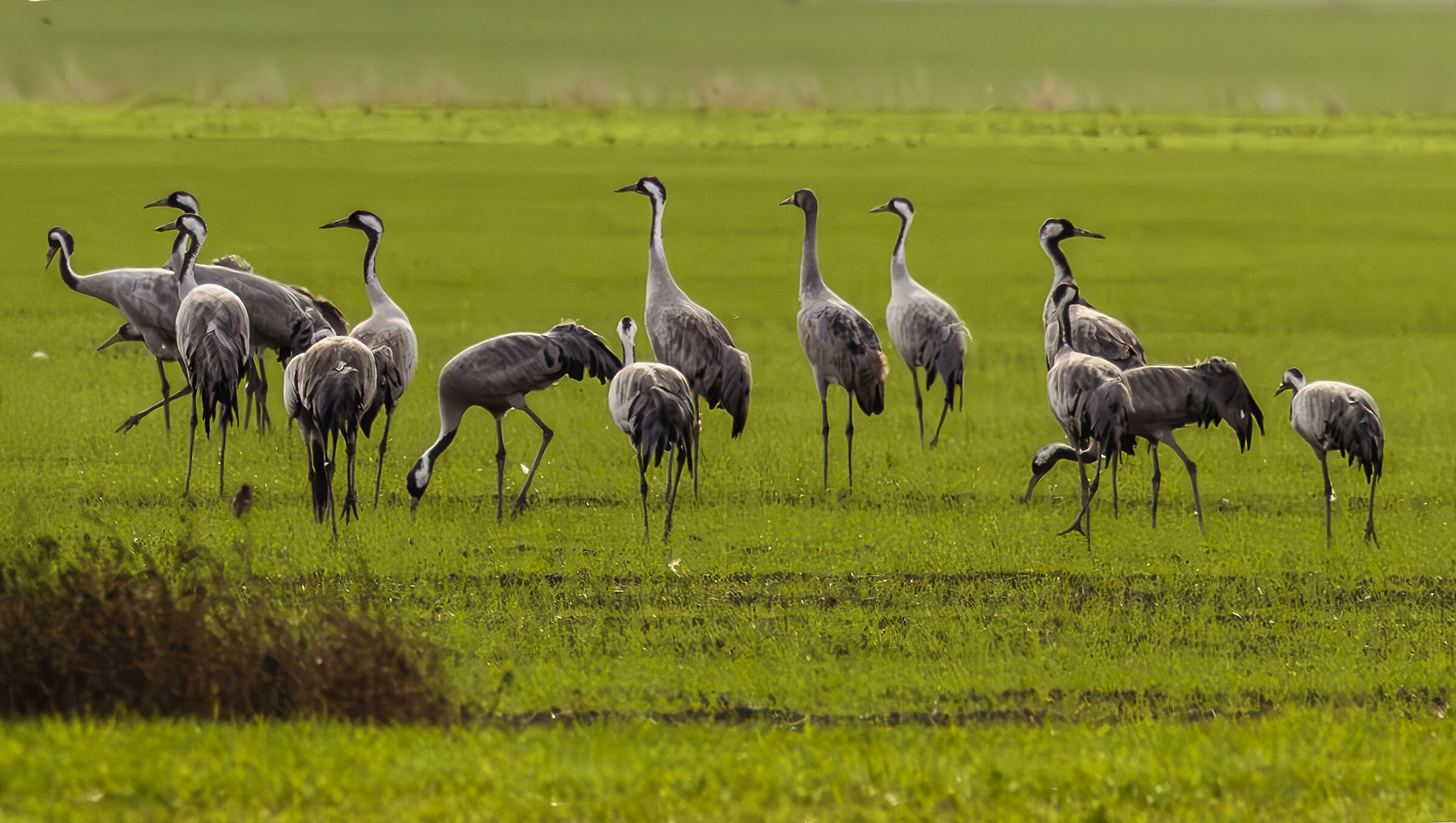 a flock of cranes in the meadow