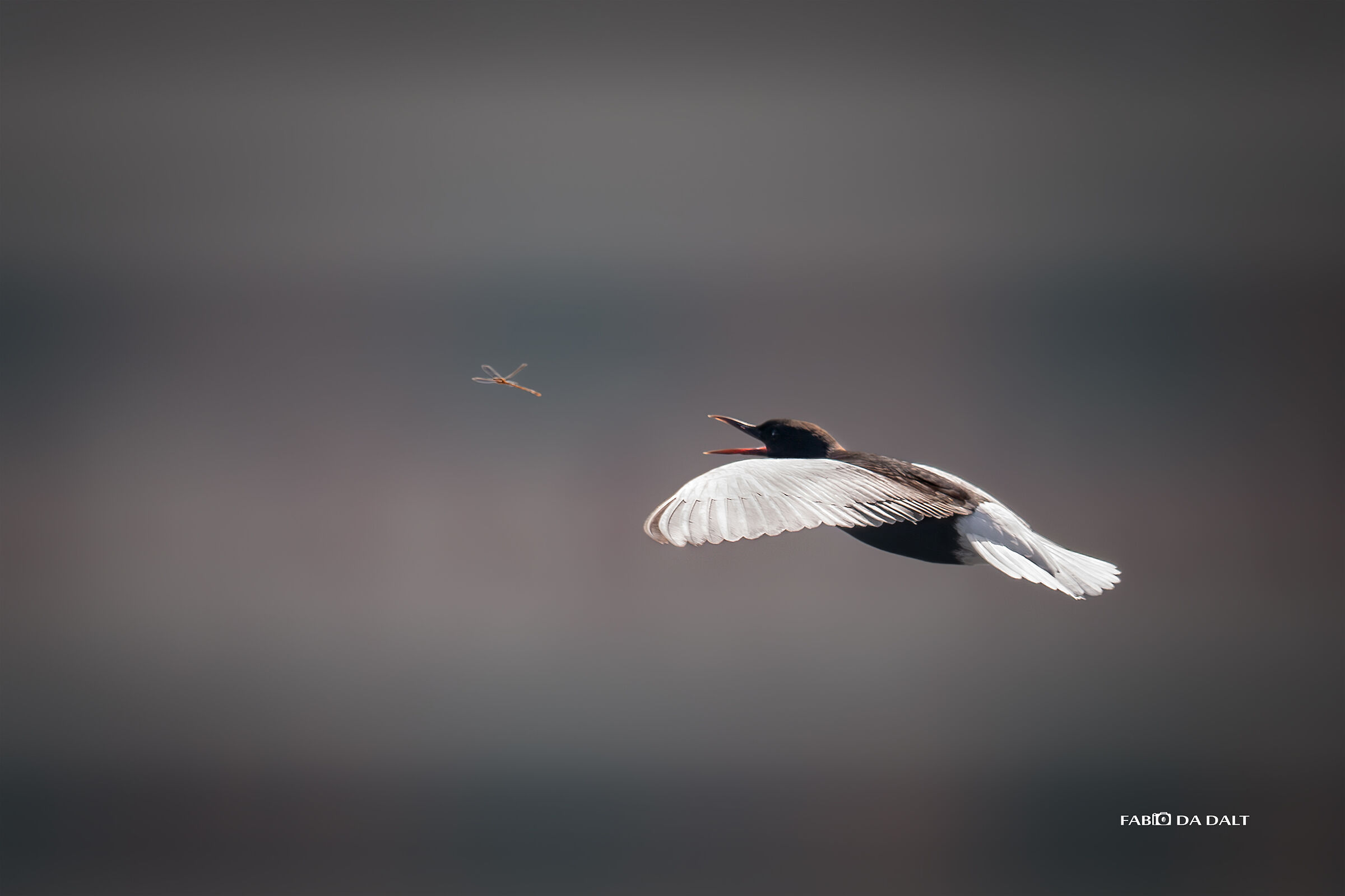 Mignattino Alibianche