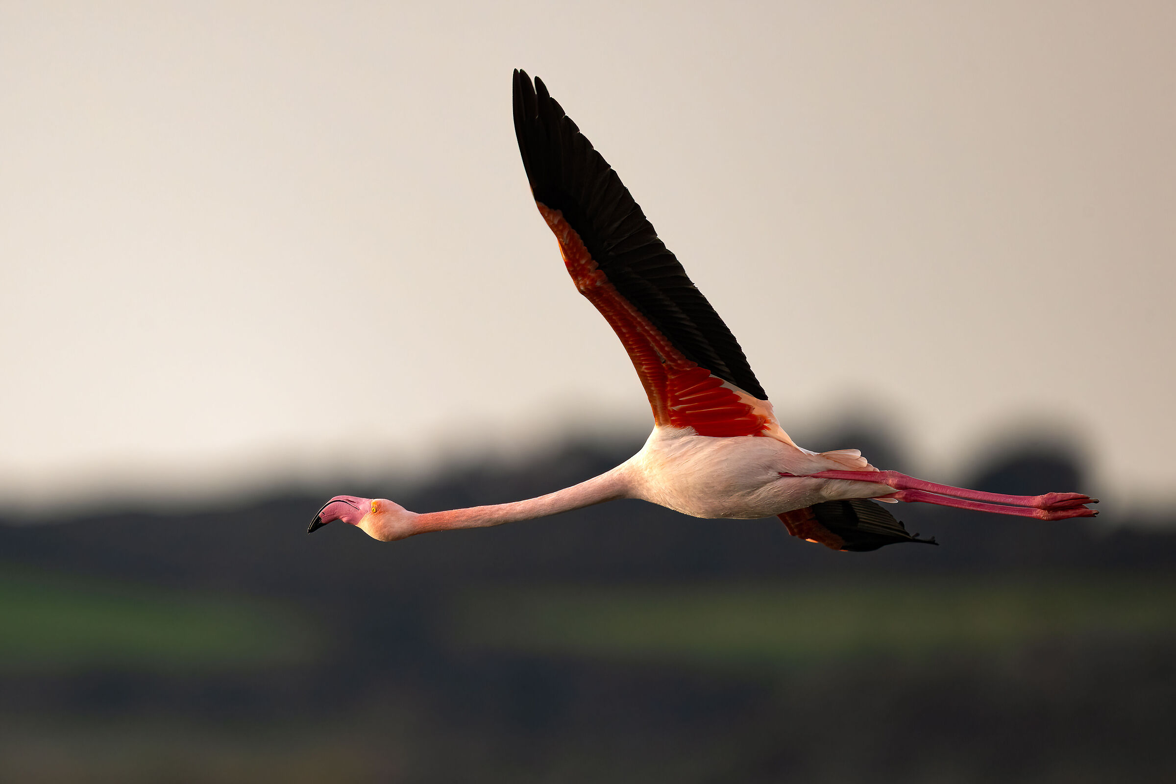 Flamingo - Cabras - Sardinia