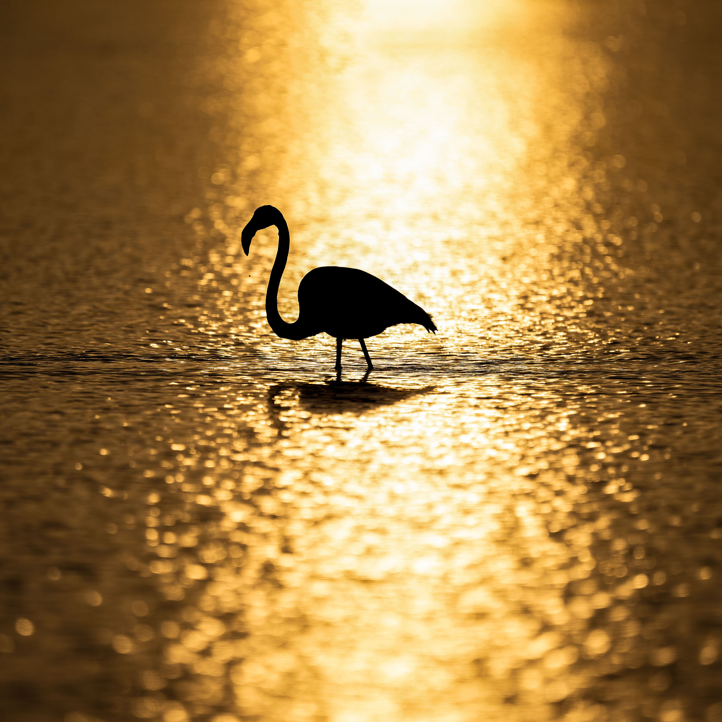 Flamingo - Cabras - Sardinia