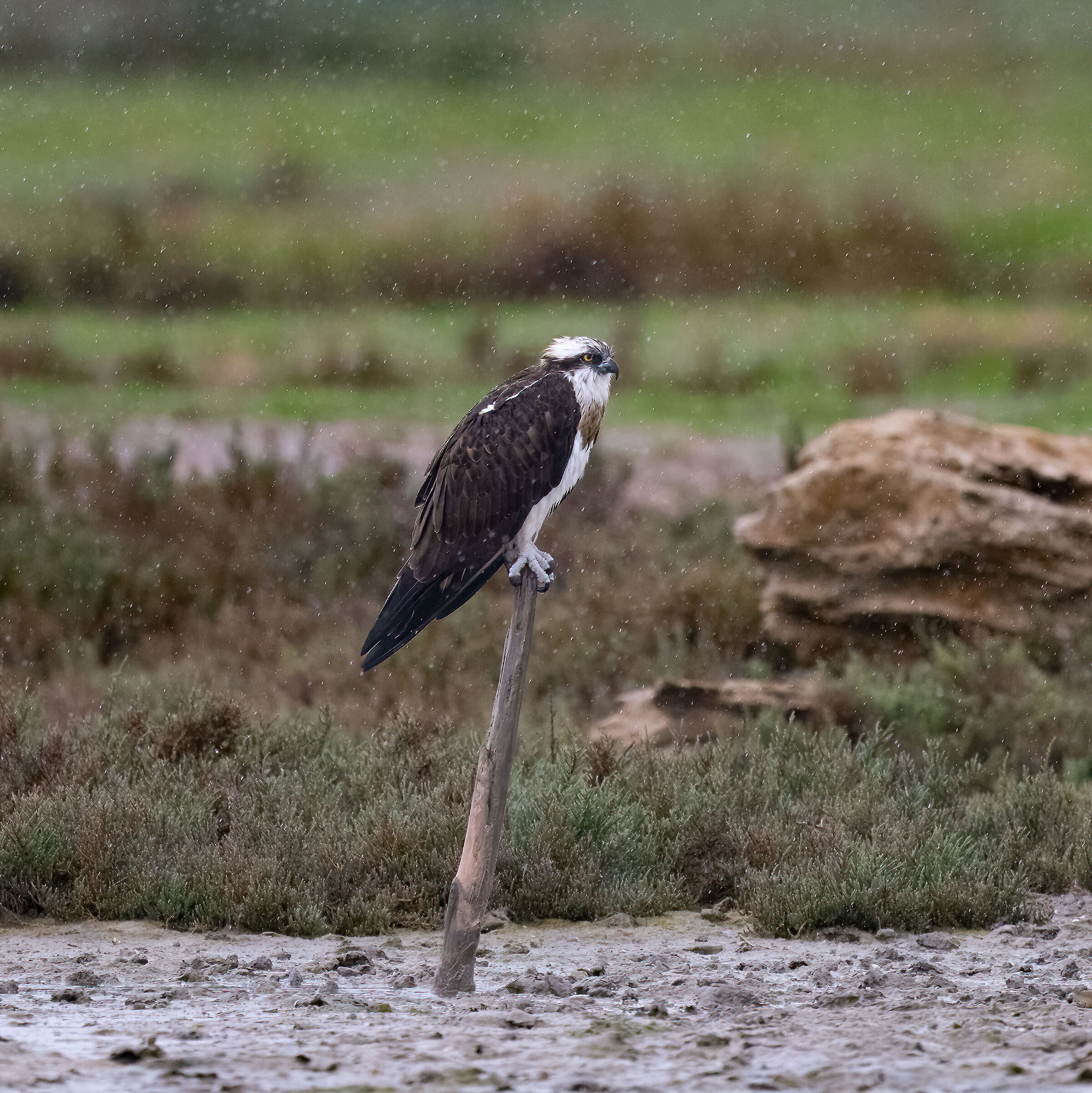Osprey -Pandion haliaetus - Cabras - Sardinia