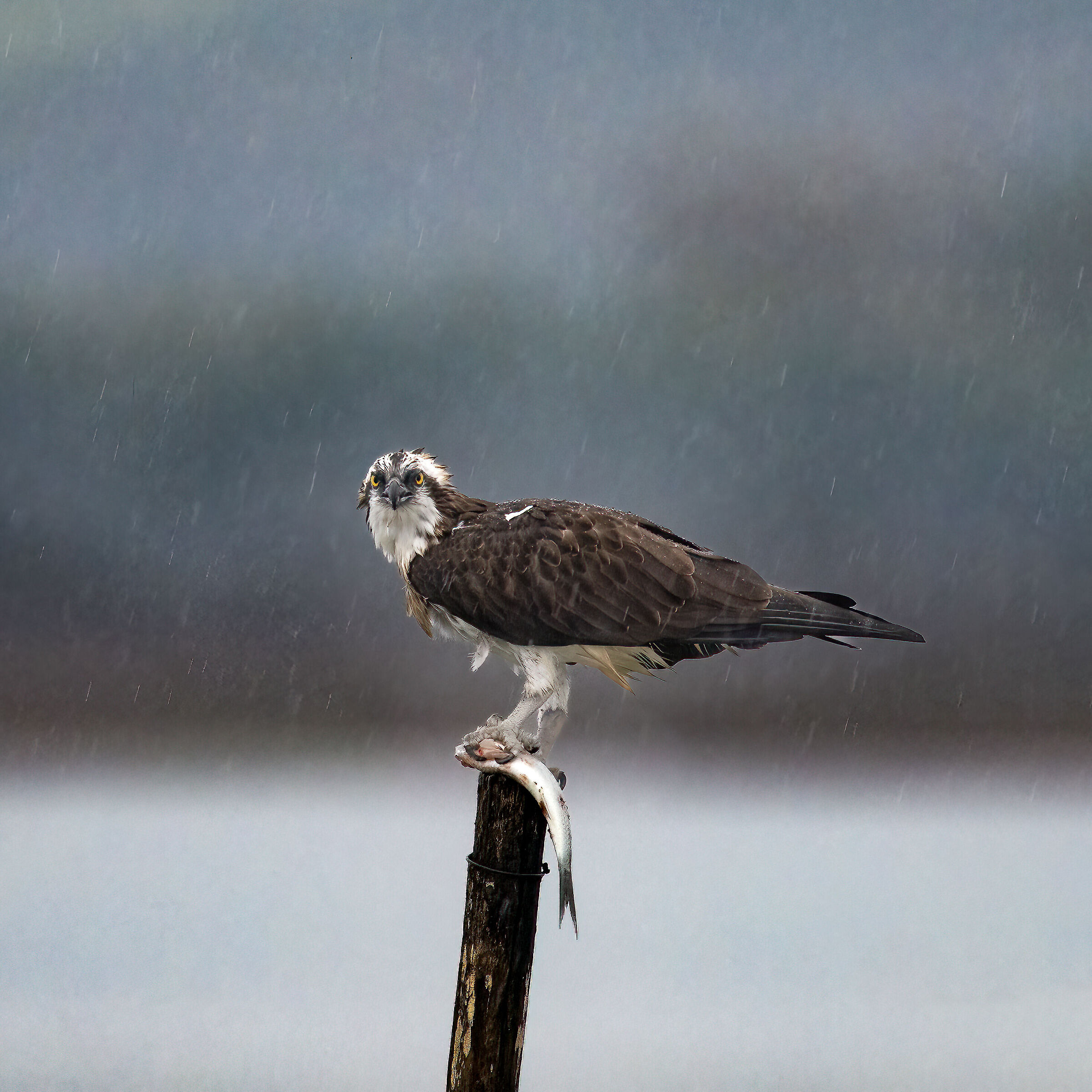 Osprey -Pandion haliaetus - Cabras - Sardinia