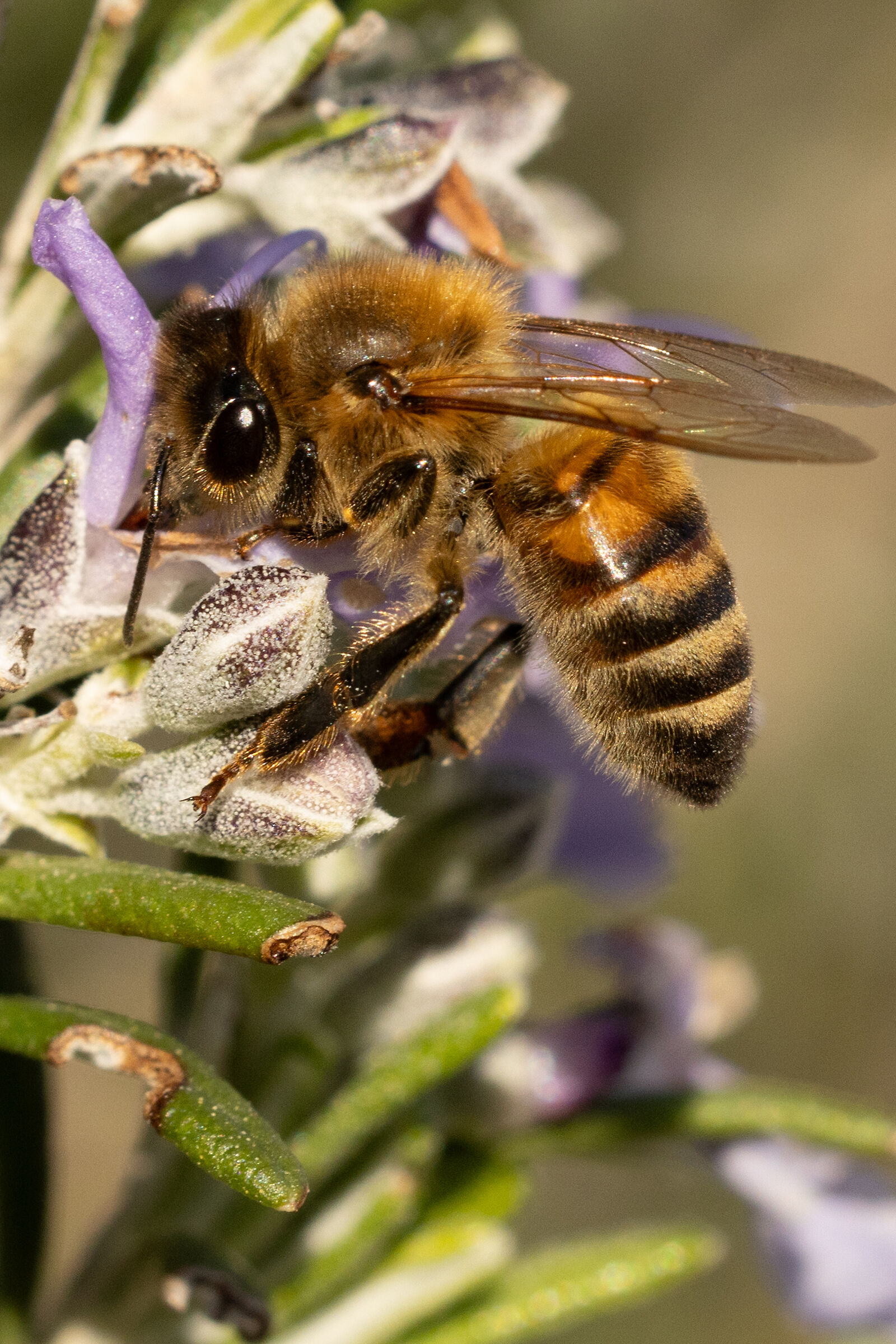 The first bee of the year