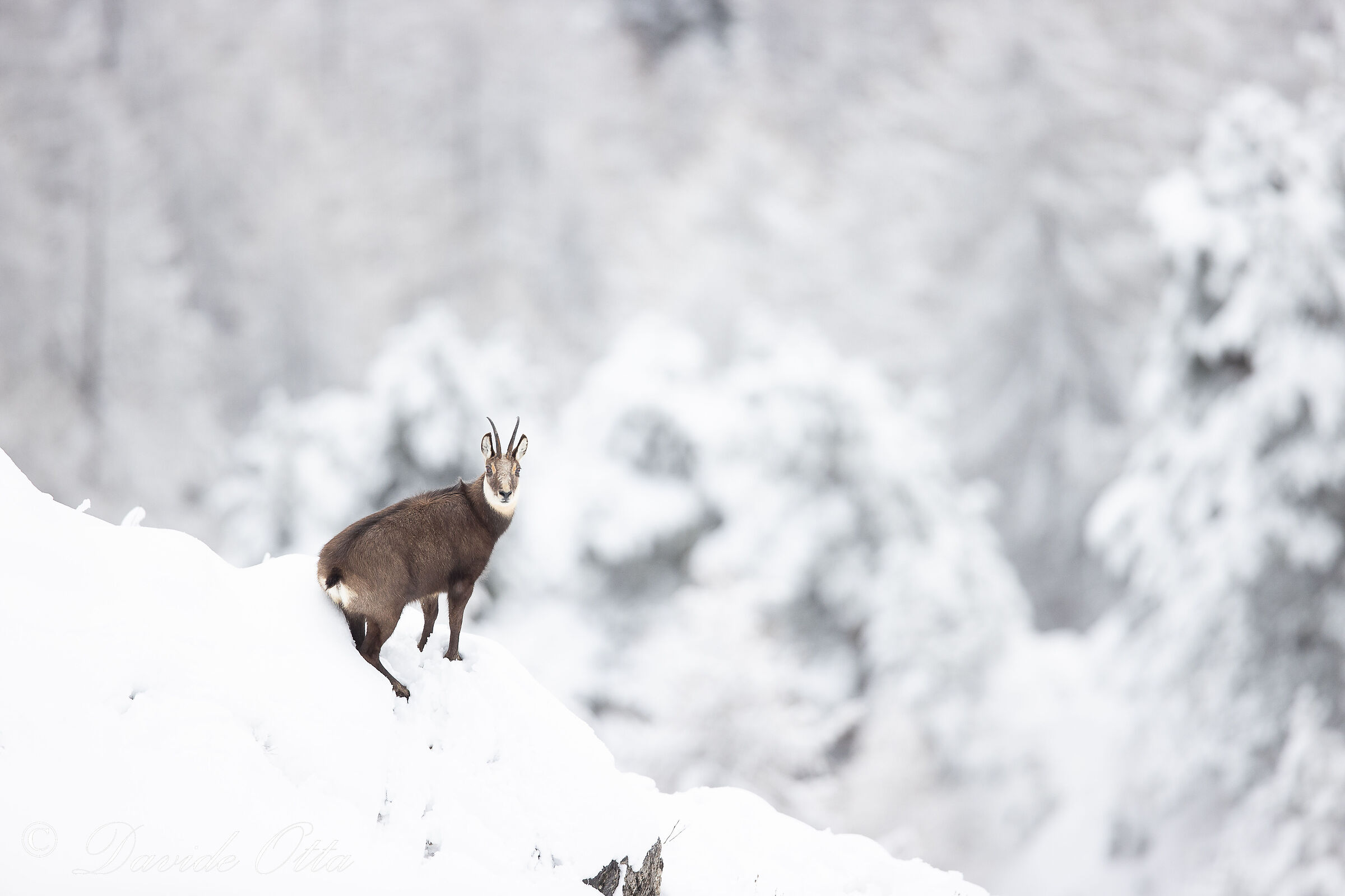 Chamois