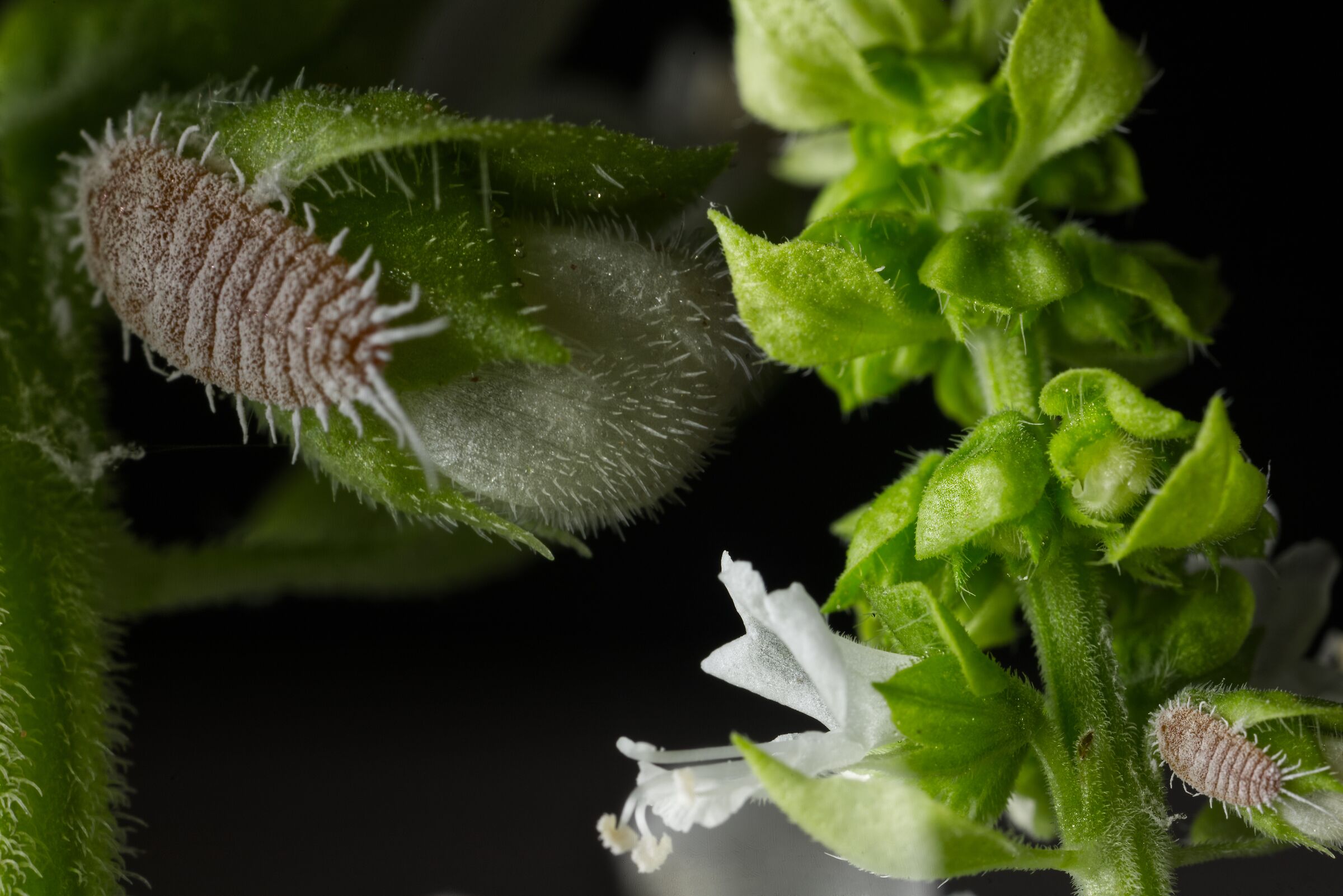 Double exposure in camera