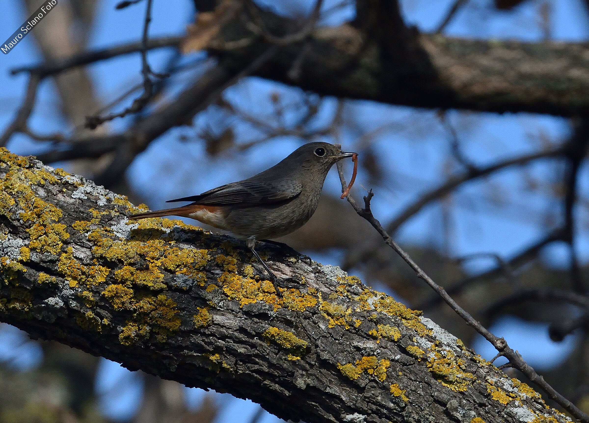 Redstart Chimney Sweep with prey