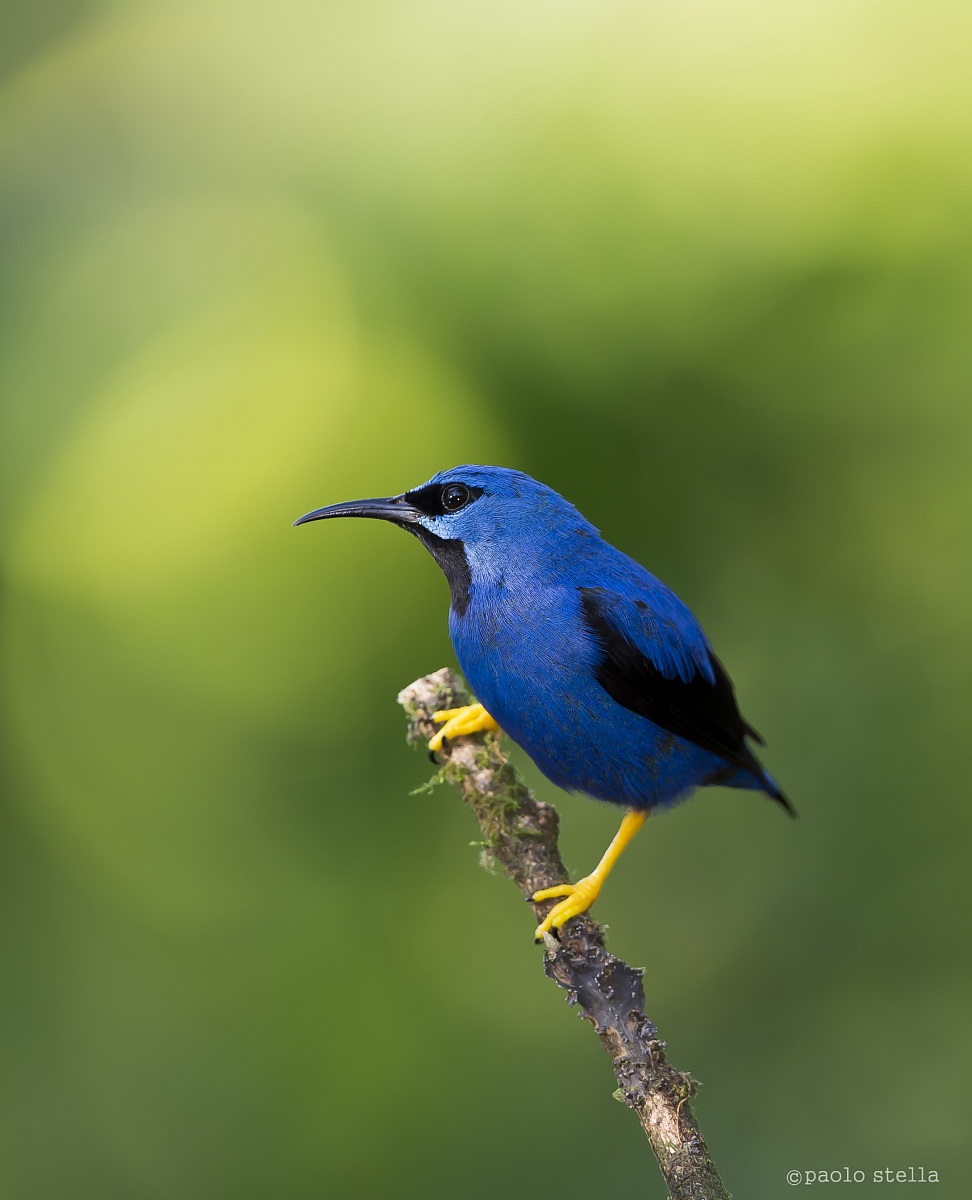 Purple Honeycreeper