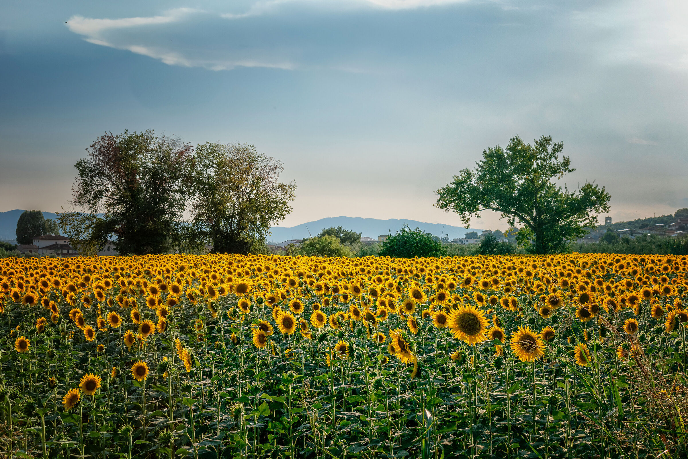 ... and like a sunflower...