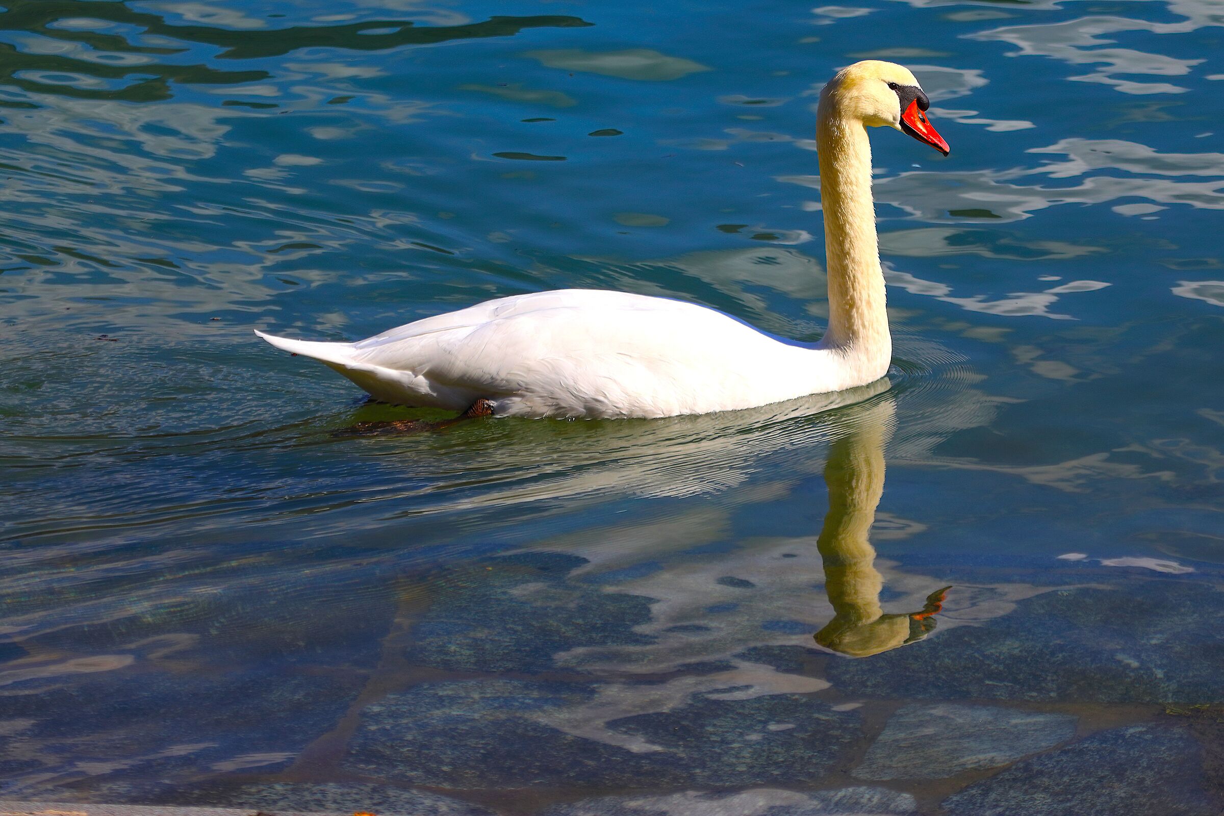 Cigno R 11 ottobre 2024 - 0254