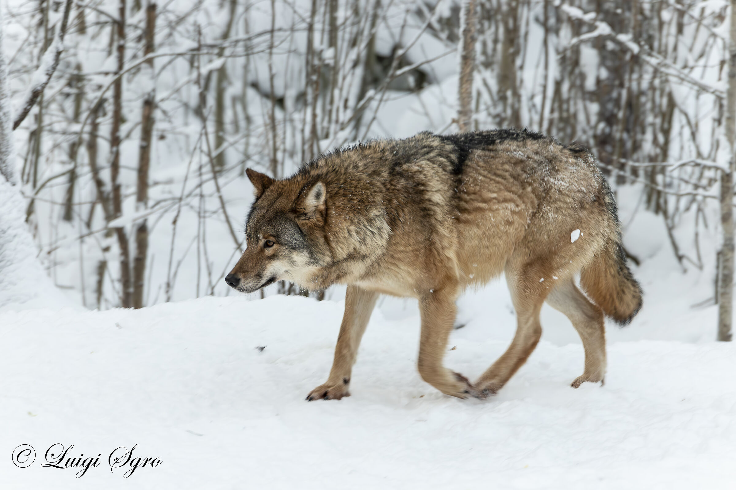 Wolf into the woods