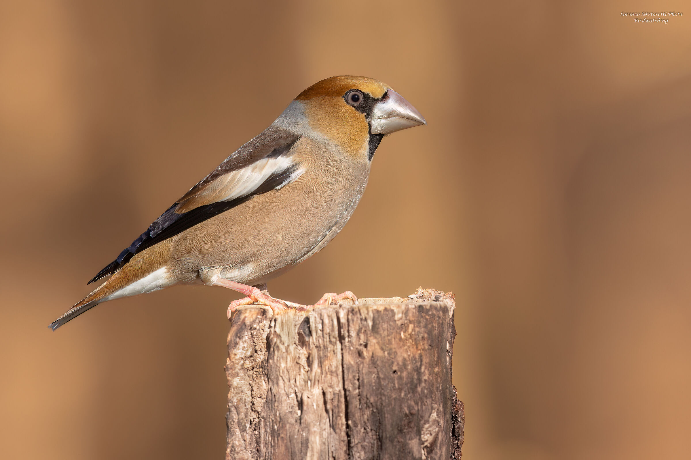 Hawfinch m.