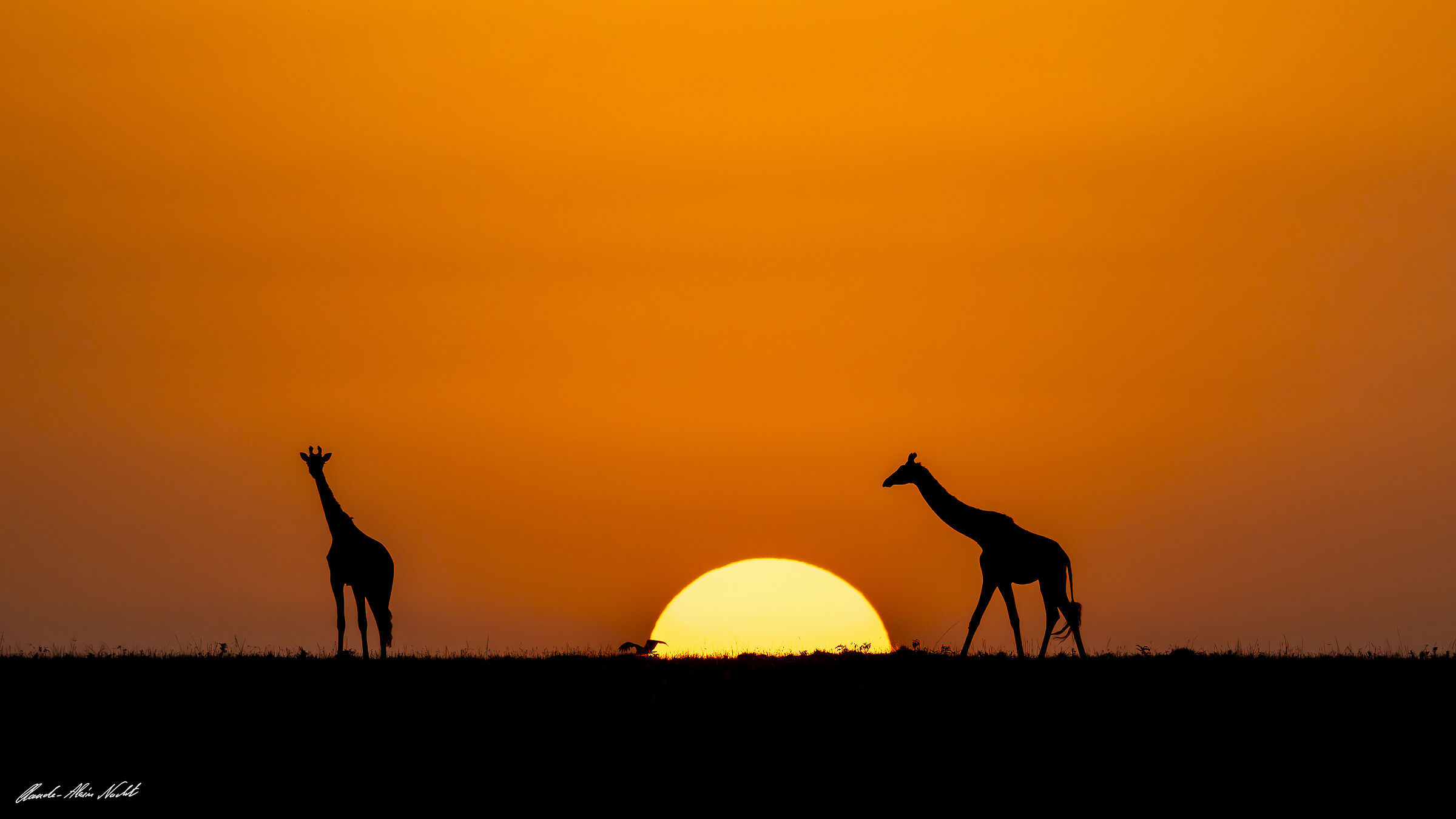 Giraffe all'alba, pianura del Masai Mara