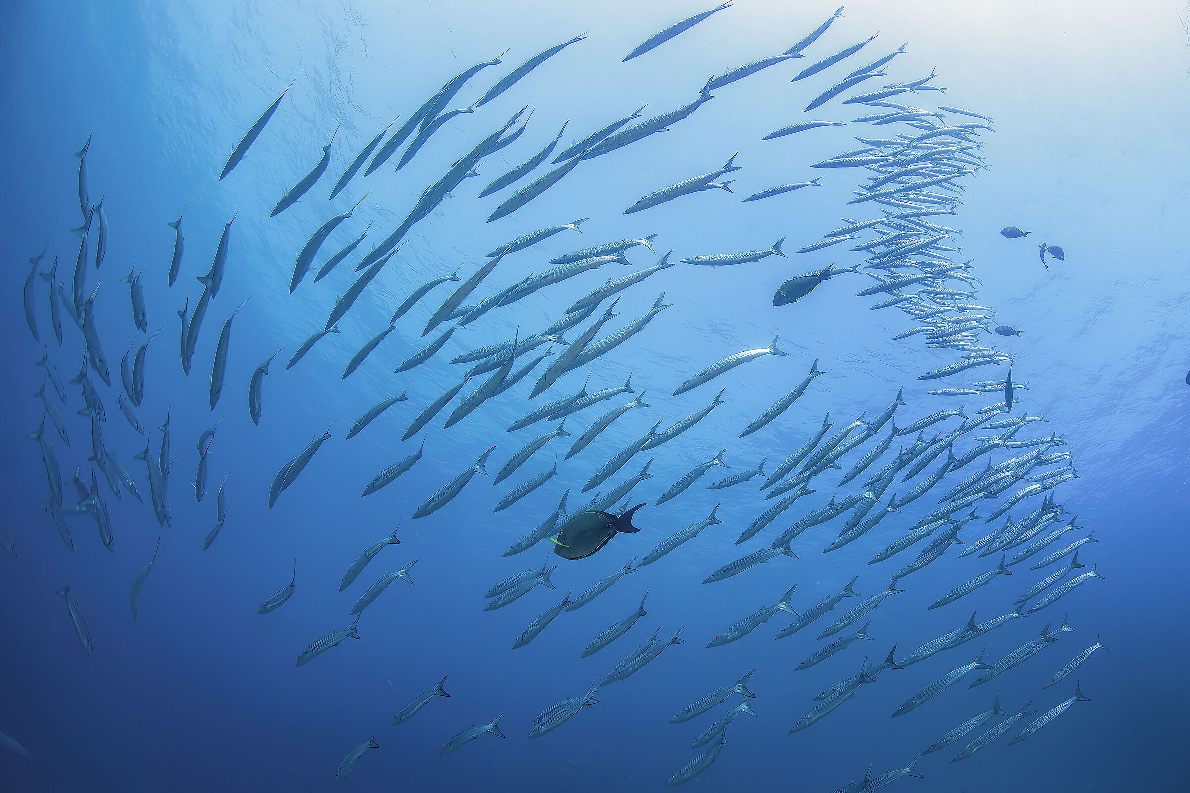 barracuda