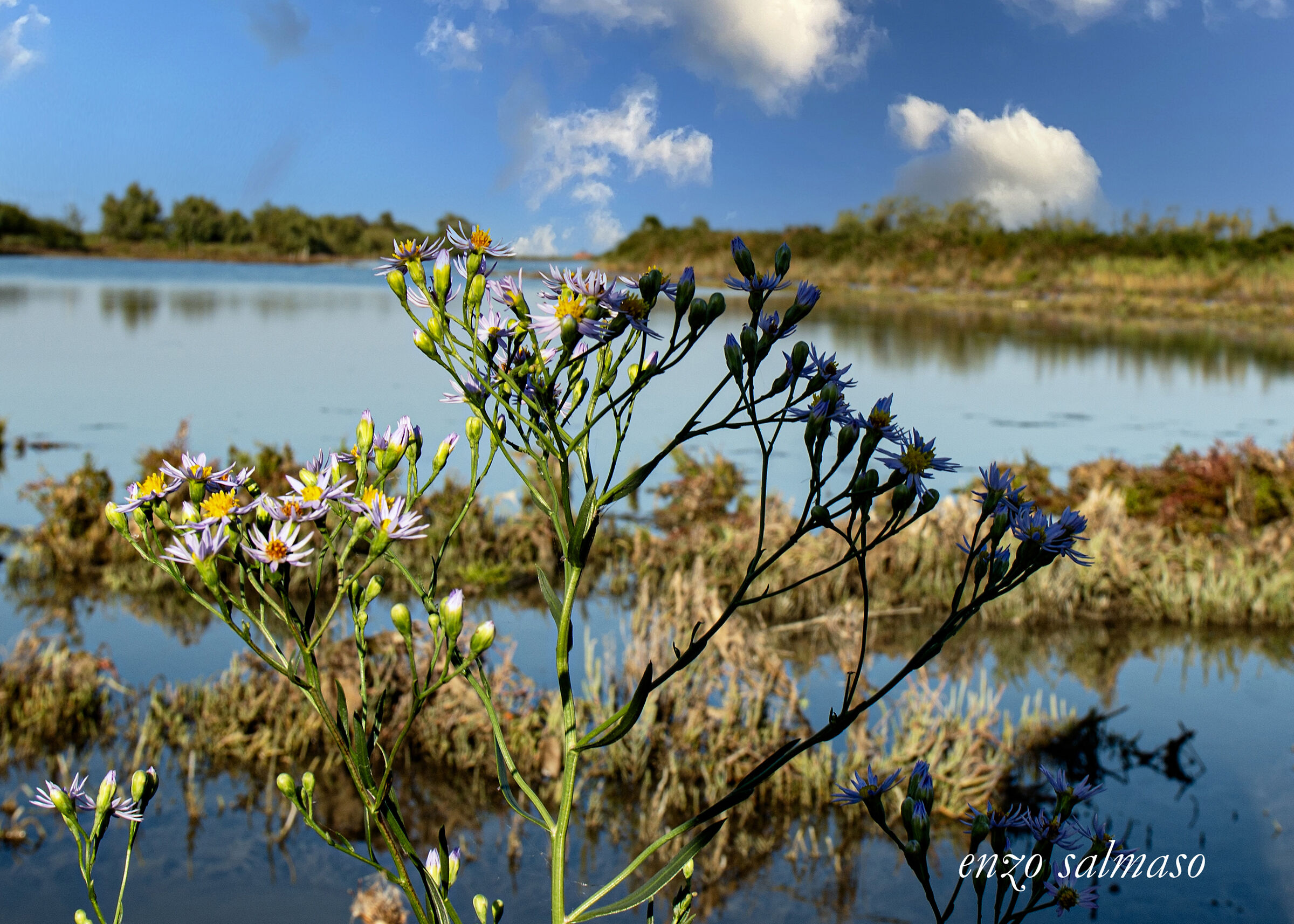 Fiori di palude