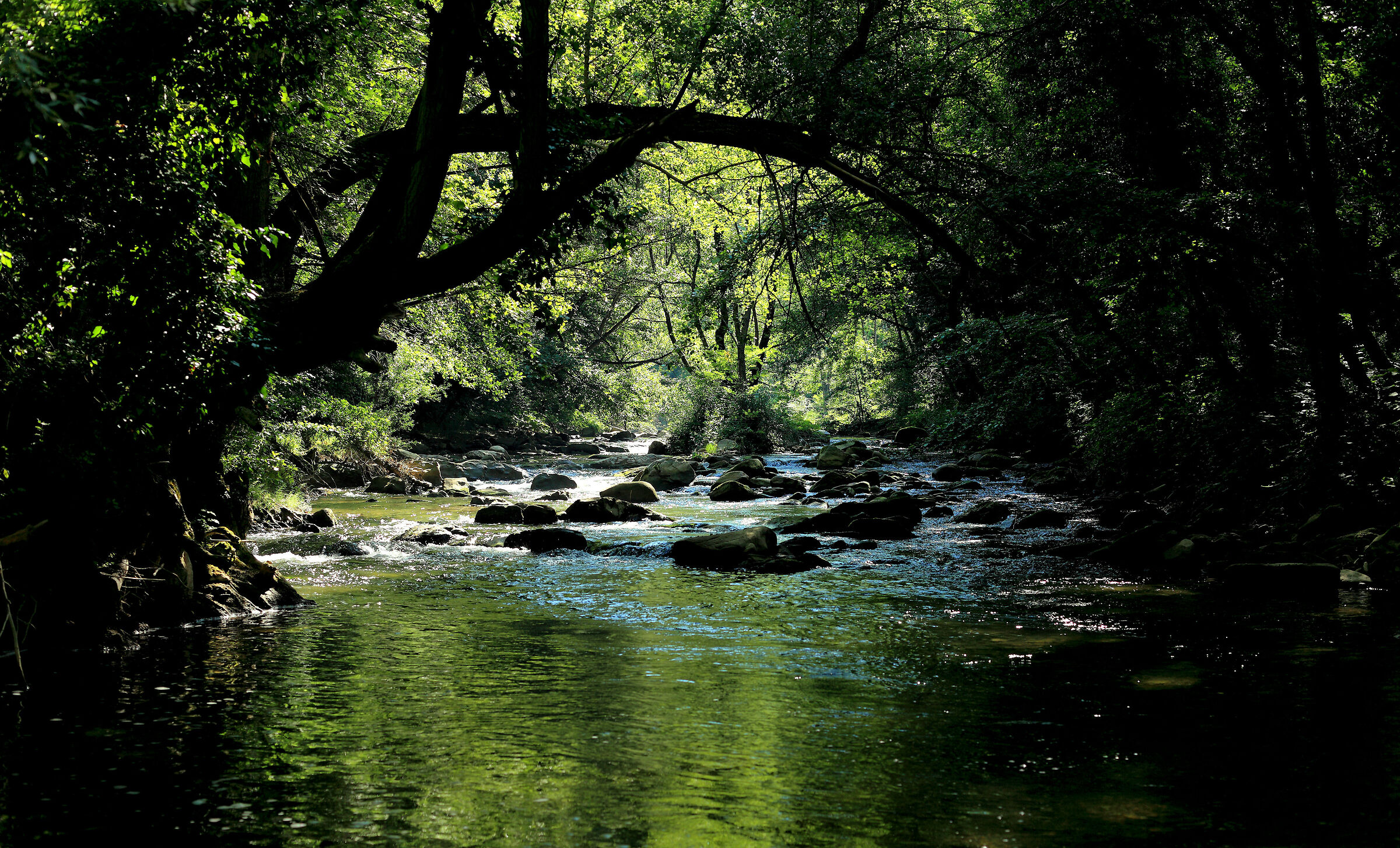 Torrente!