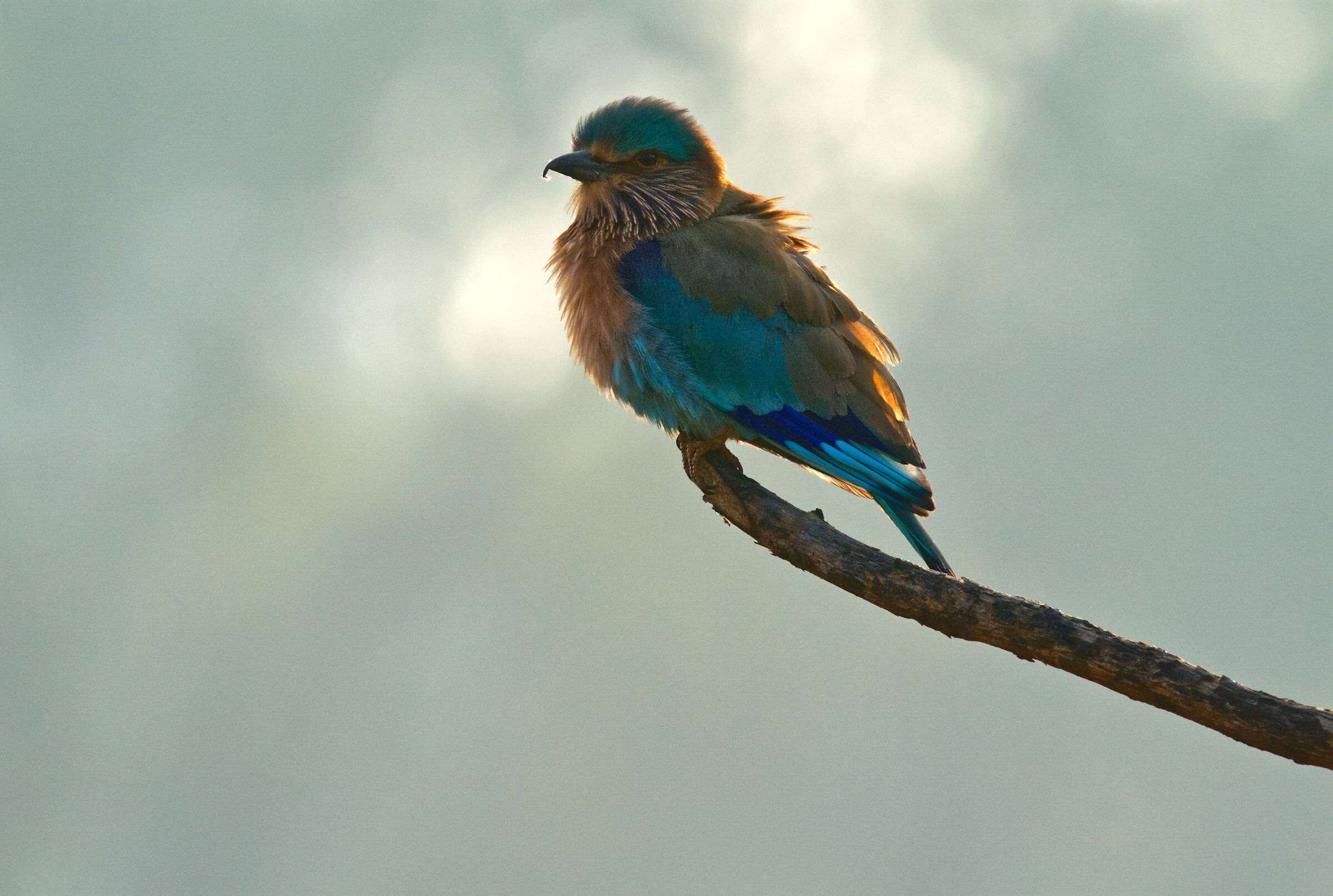 INDIAN ROLLER