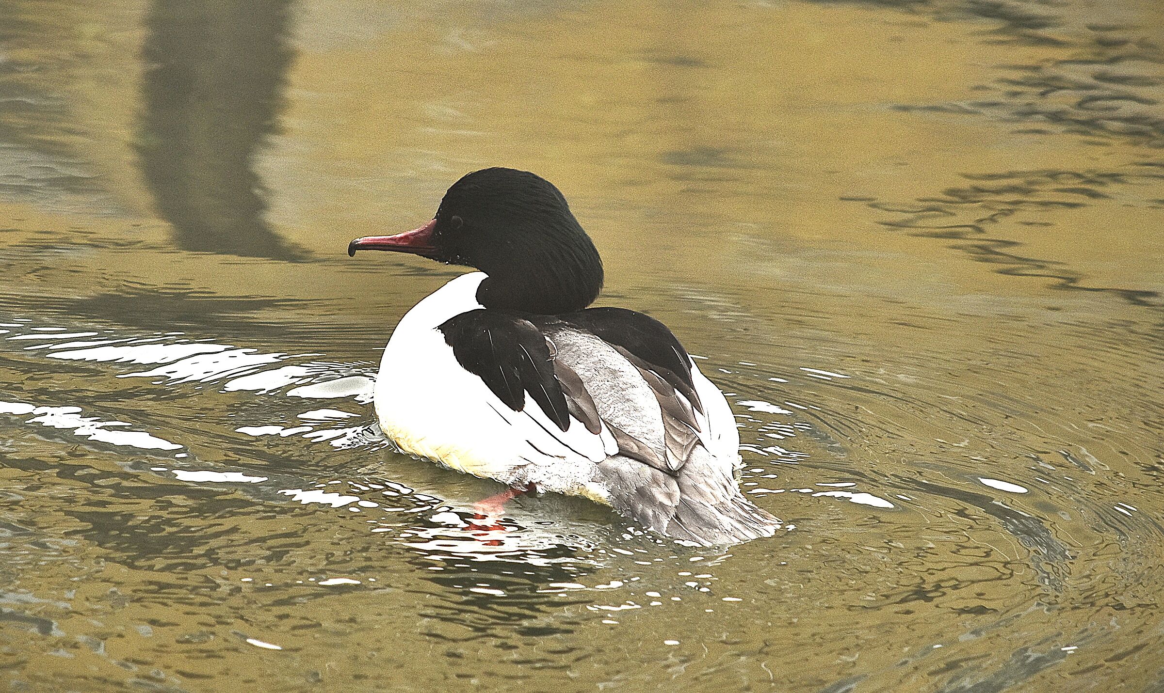 maschio smergo