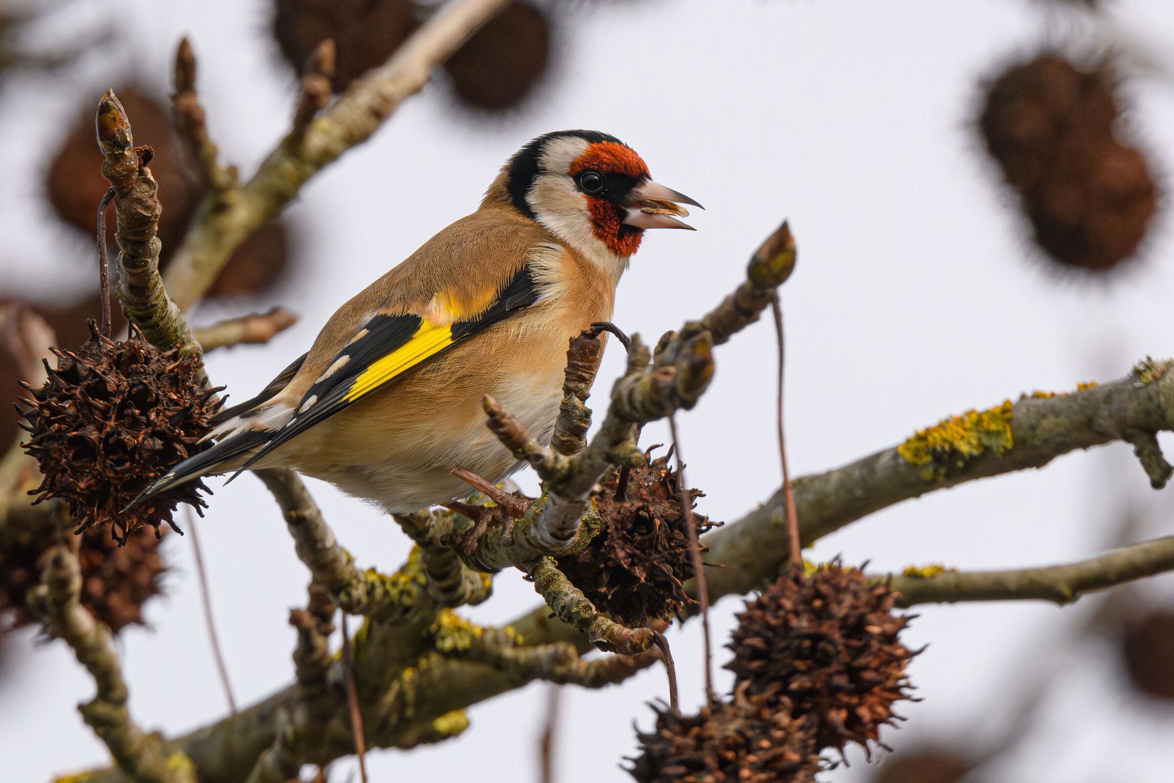Goldfinch