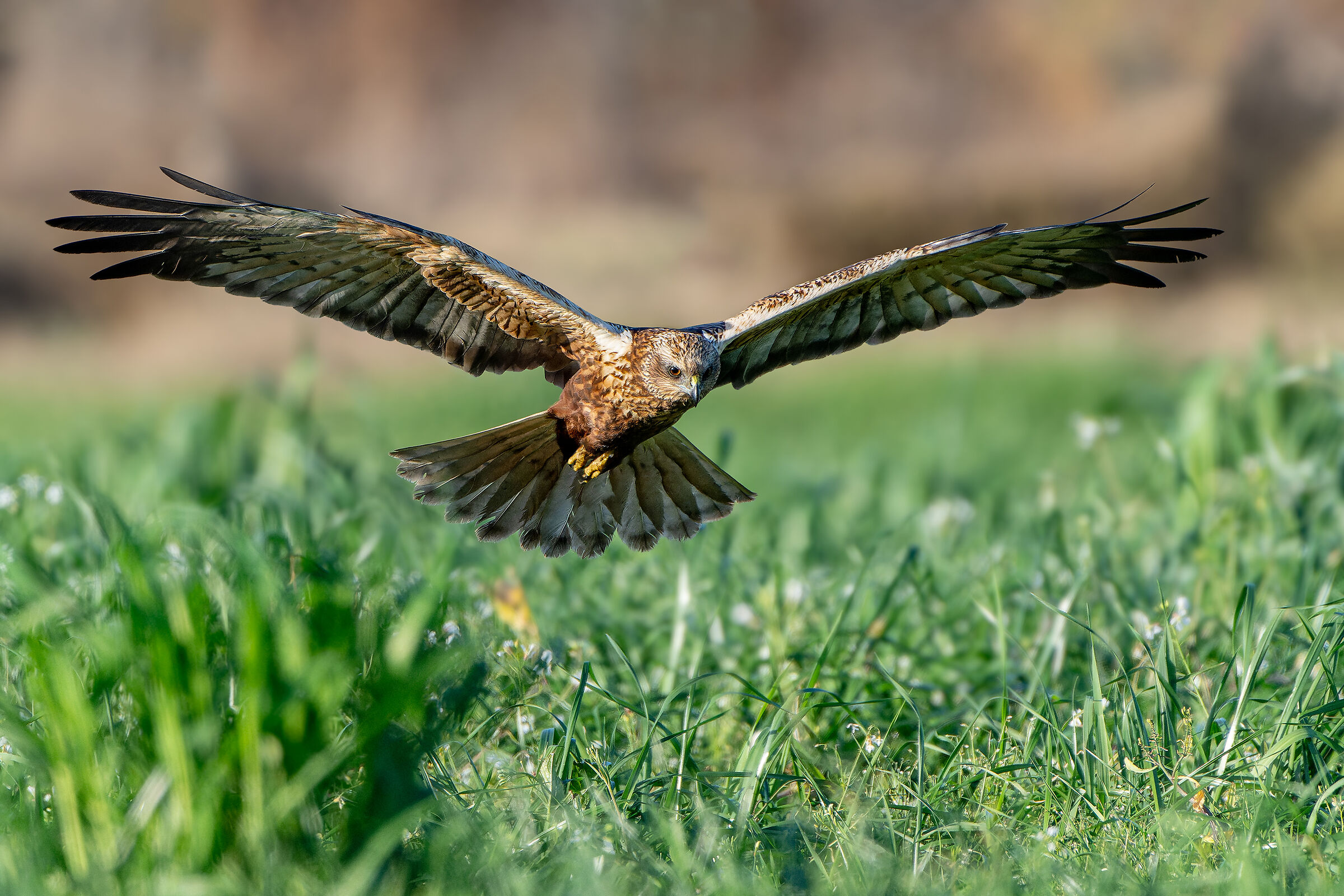 Marsh Harrier