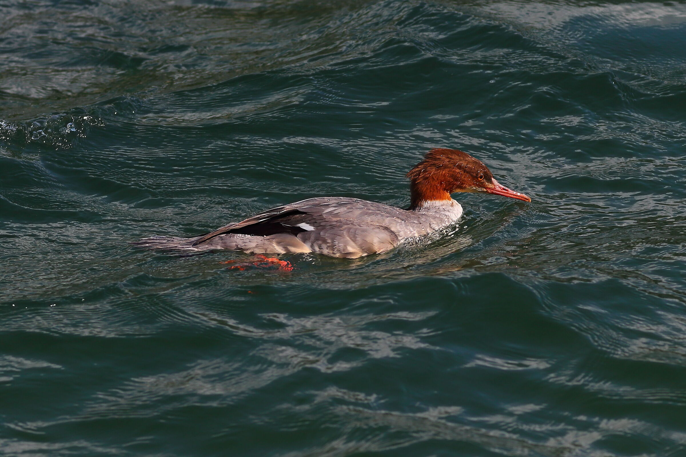 Smergo F 30 settembre 2024 - 0085